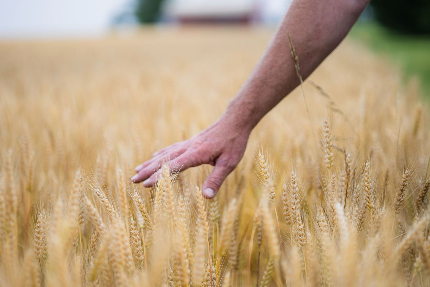A person's hand gently touches golden wheat stalks in a sunlit summer field during harvest season.