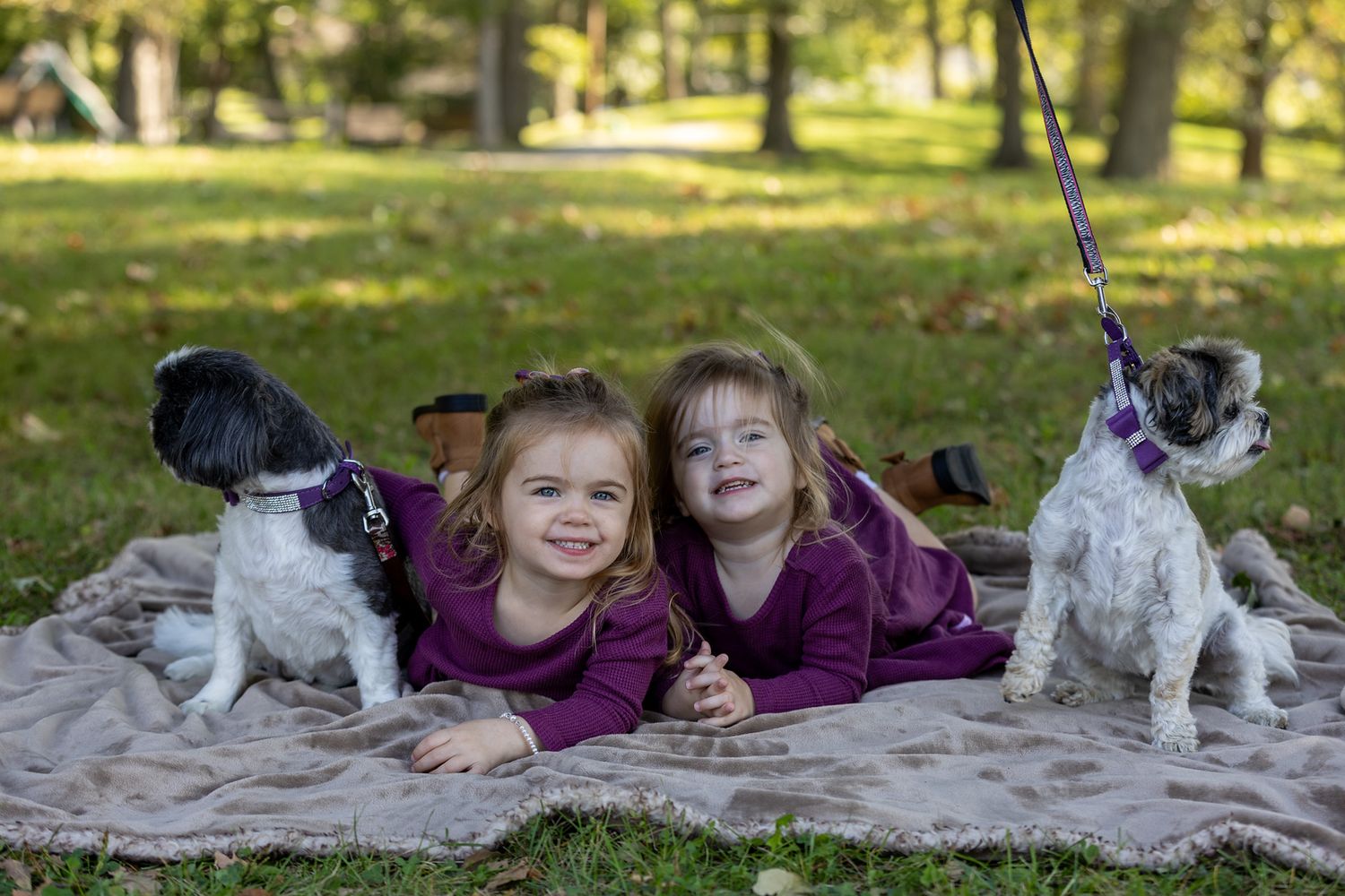 Dogs and people enjoying a relaxing outdoor photoshoot on a blanket in a sunny park setting.