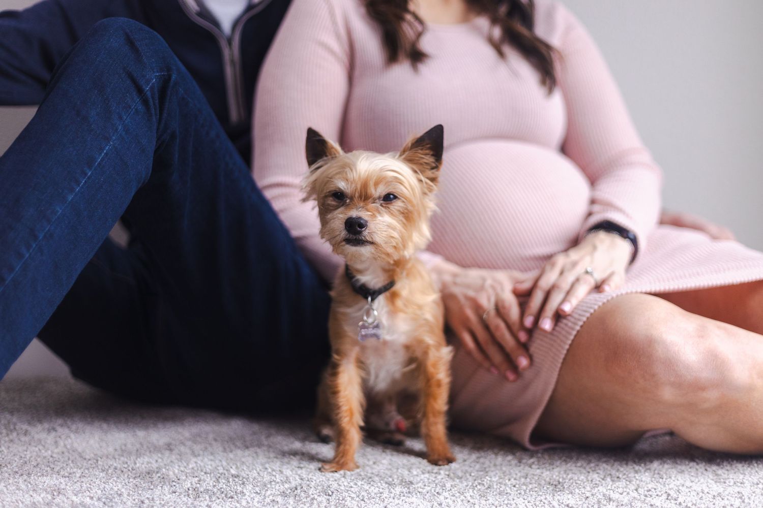Small terrier dog sitting attentively next to expectant couple on carpet.