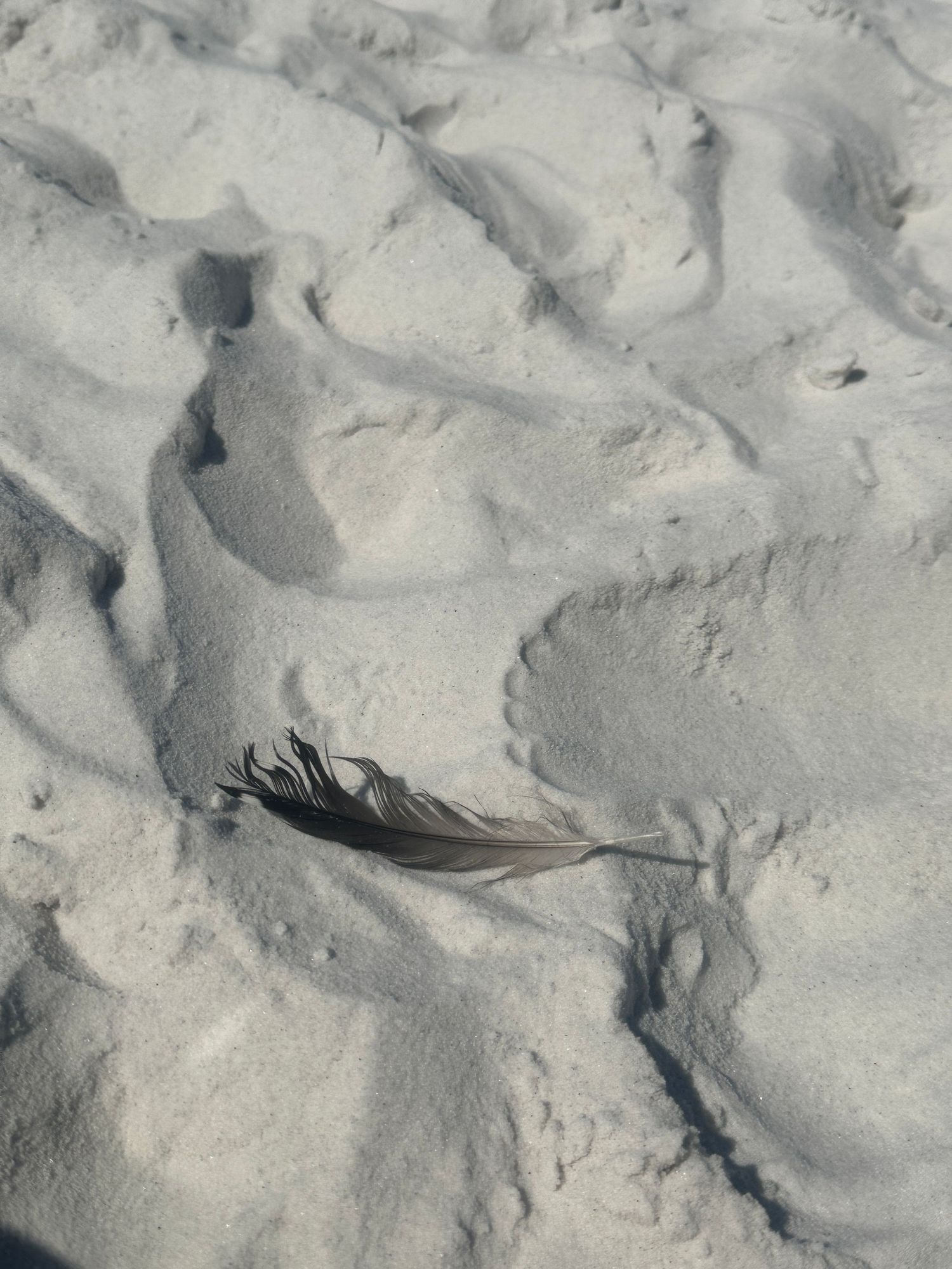Black feather resting on textured white beach sand creating subtle shadows.