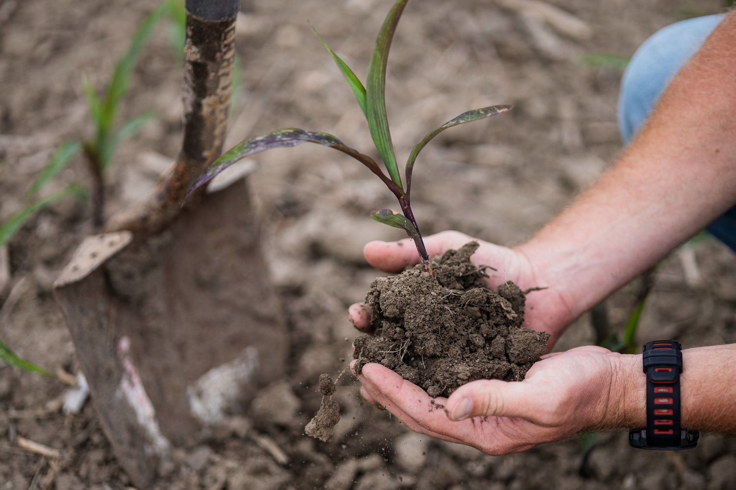 Hands planting young seedlings in fresh soil showing step by step gardening process in natural outdoor setting.