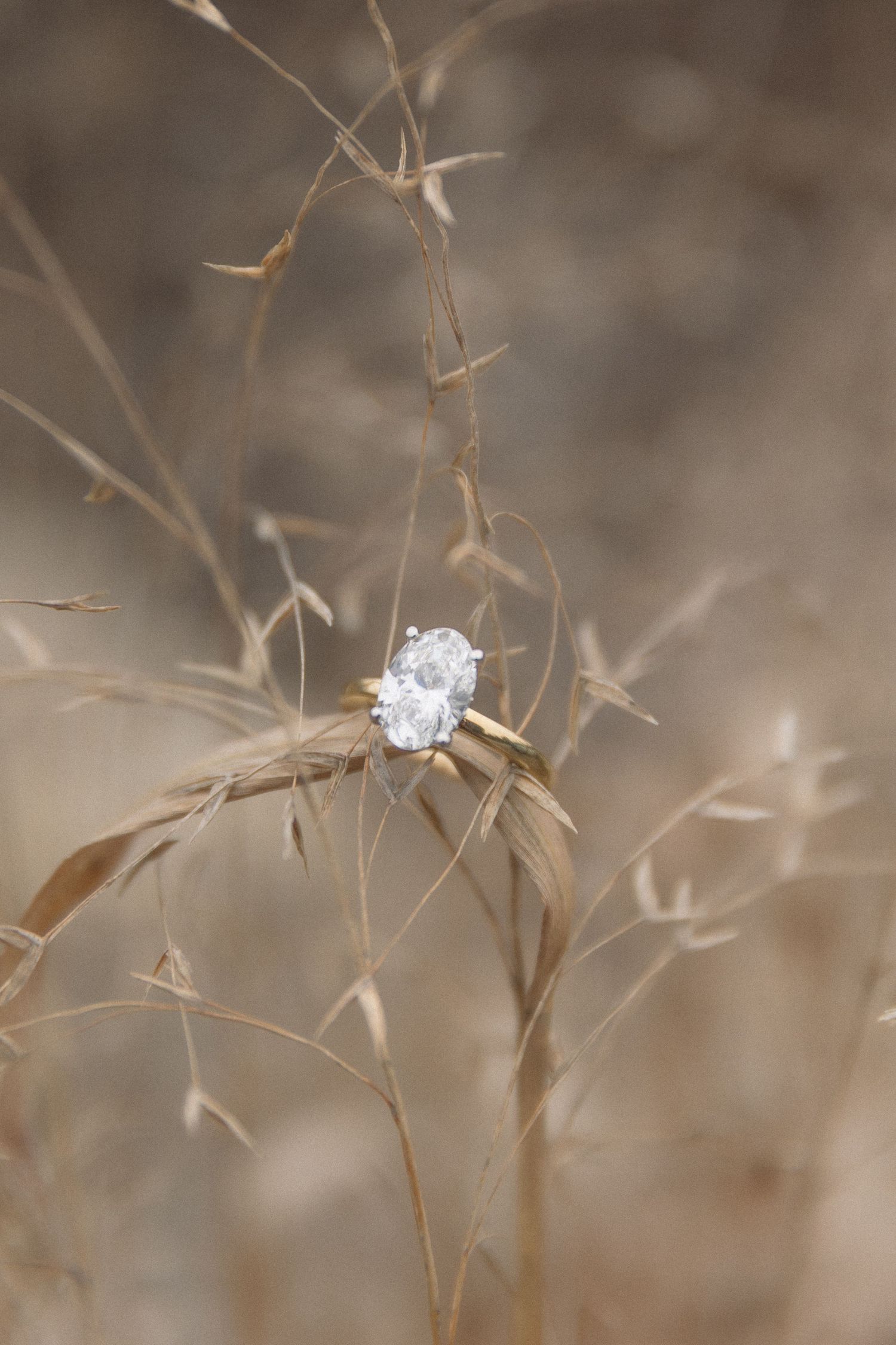 Close-up of diamond engagement ring nestled in golden wheat, soft romantic detail photo for rustic fall proposal sessions.