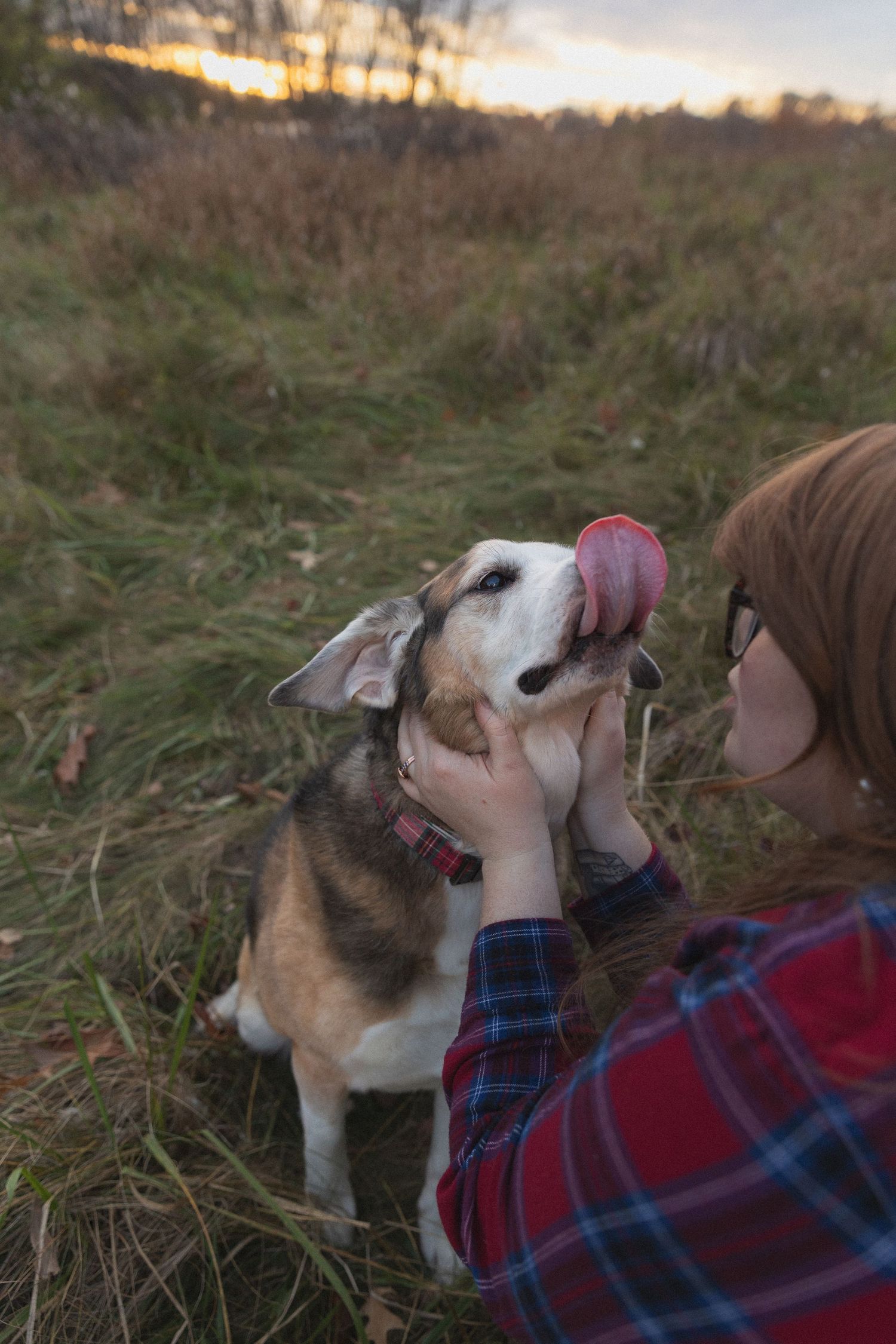 Person in plaid shirt petting and interacting with a happy dog outdoors at sunset.