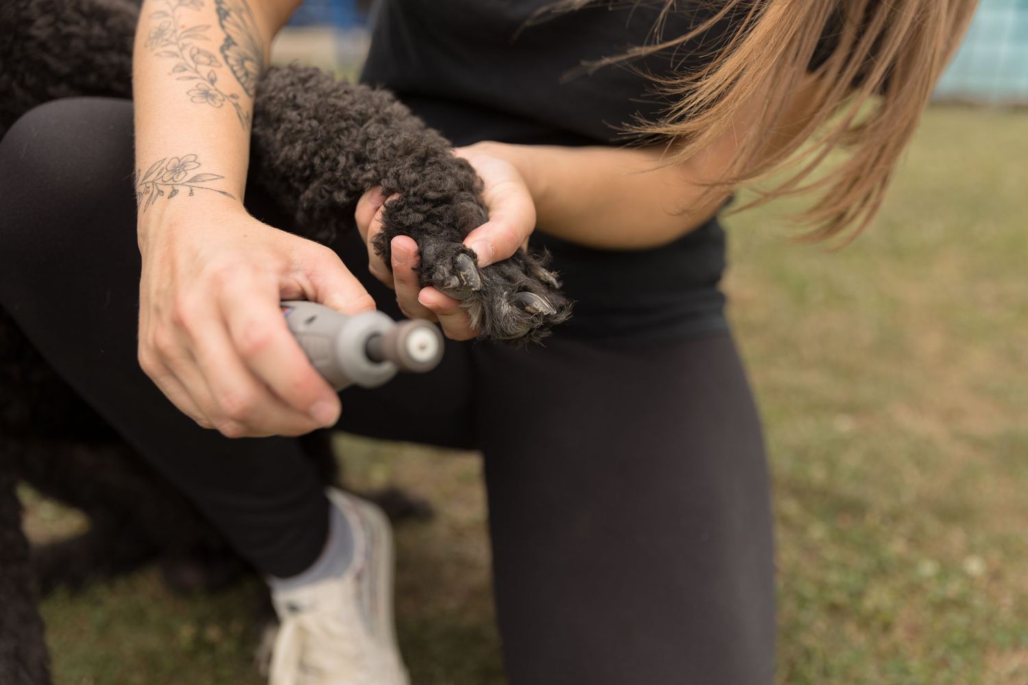 Close-up shot of hands petting a black poodle dog with a polka dot leash.