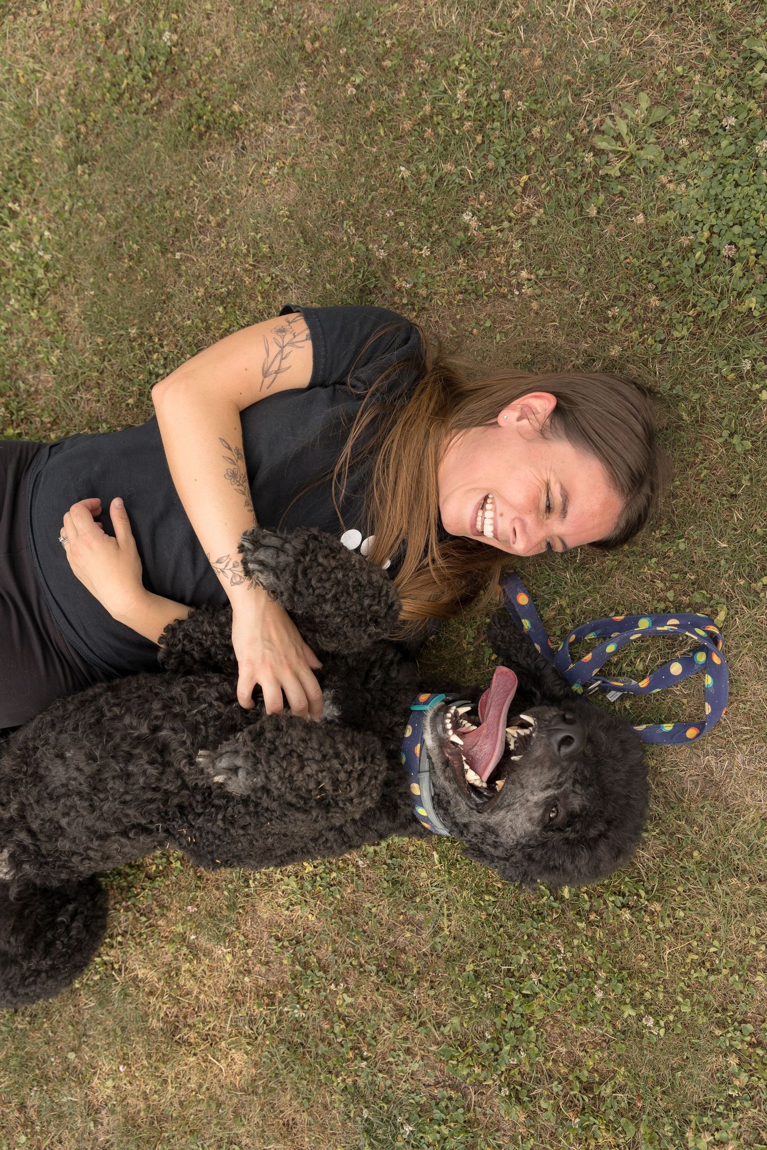 A black poodle mix dog lying in the grass plays affectionately with its owner on a sunny day.