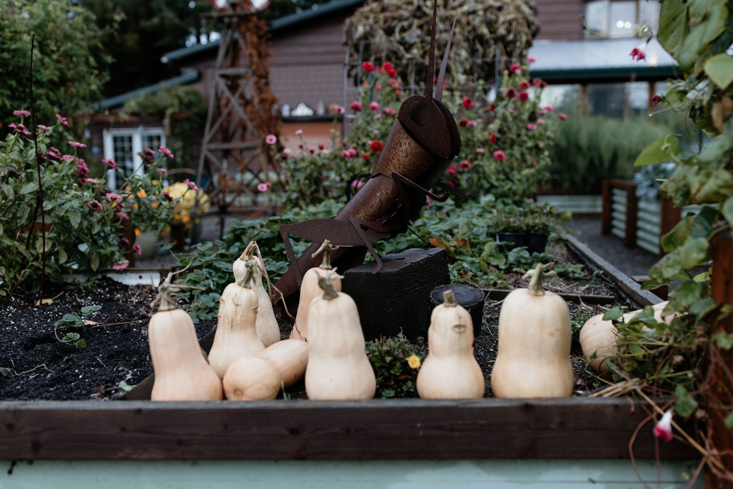 Butternut squash harvest displayed in raised garden bed with rustic decor and fall flowers.