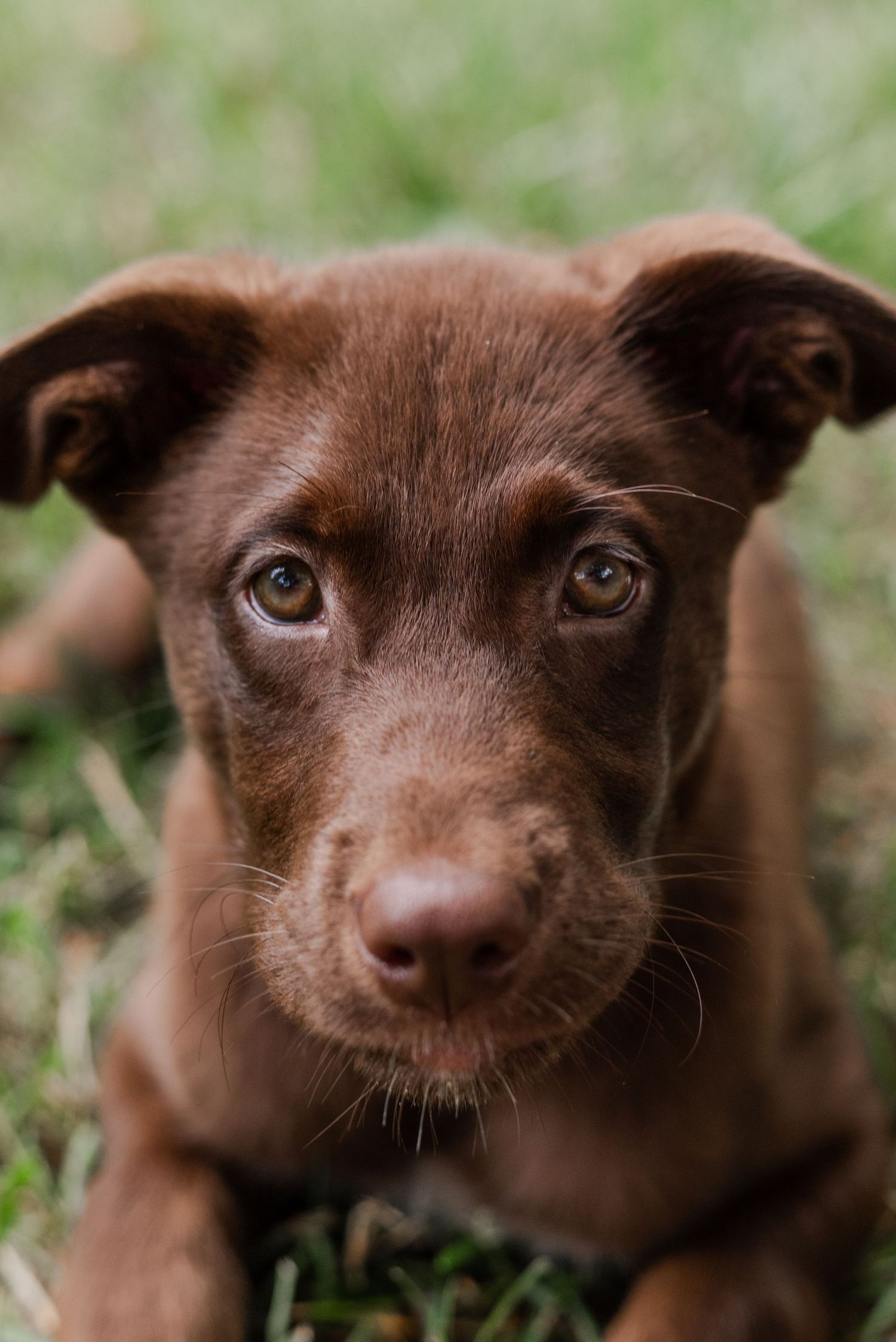 Pet portraiture
