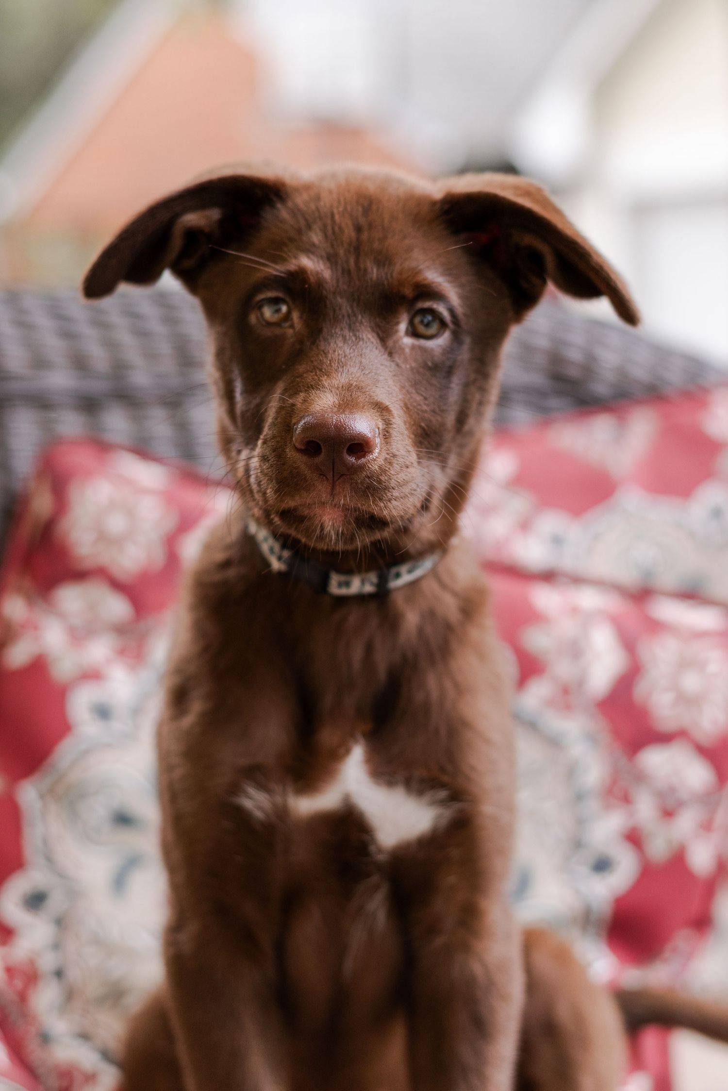 Pet portraiture