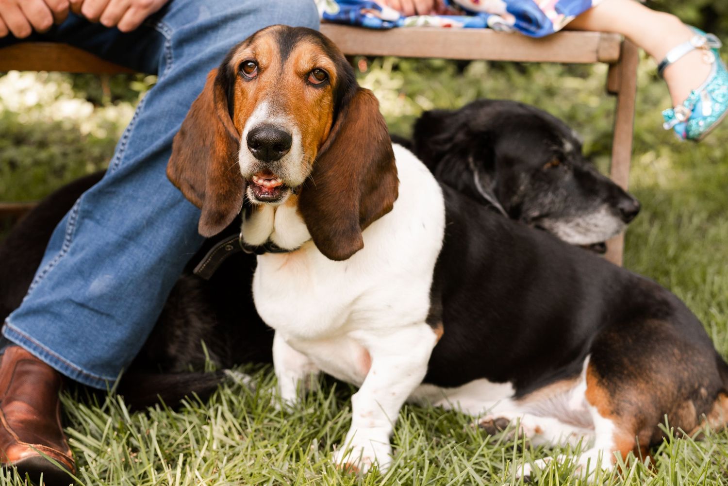 Pet portraiture