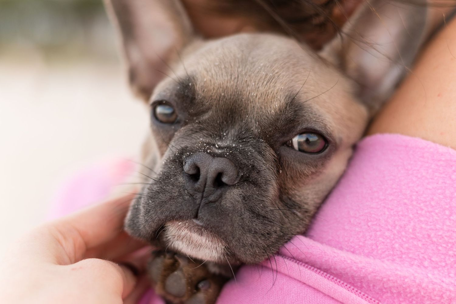 Pet portraiture