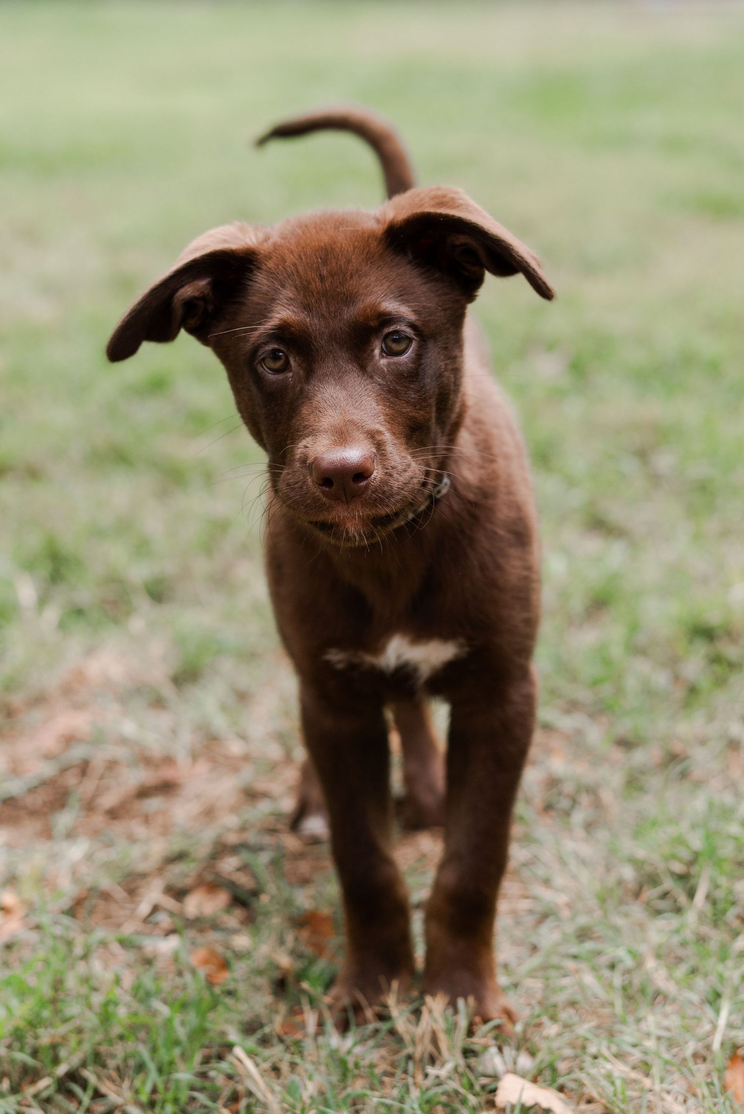 Pet portraiture