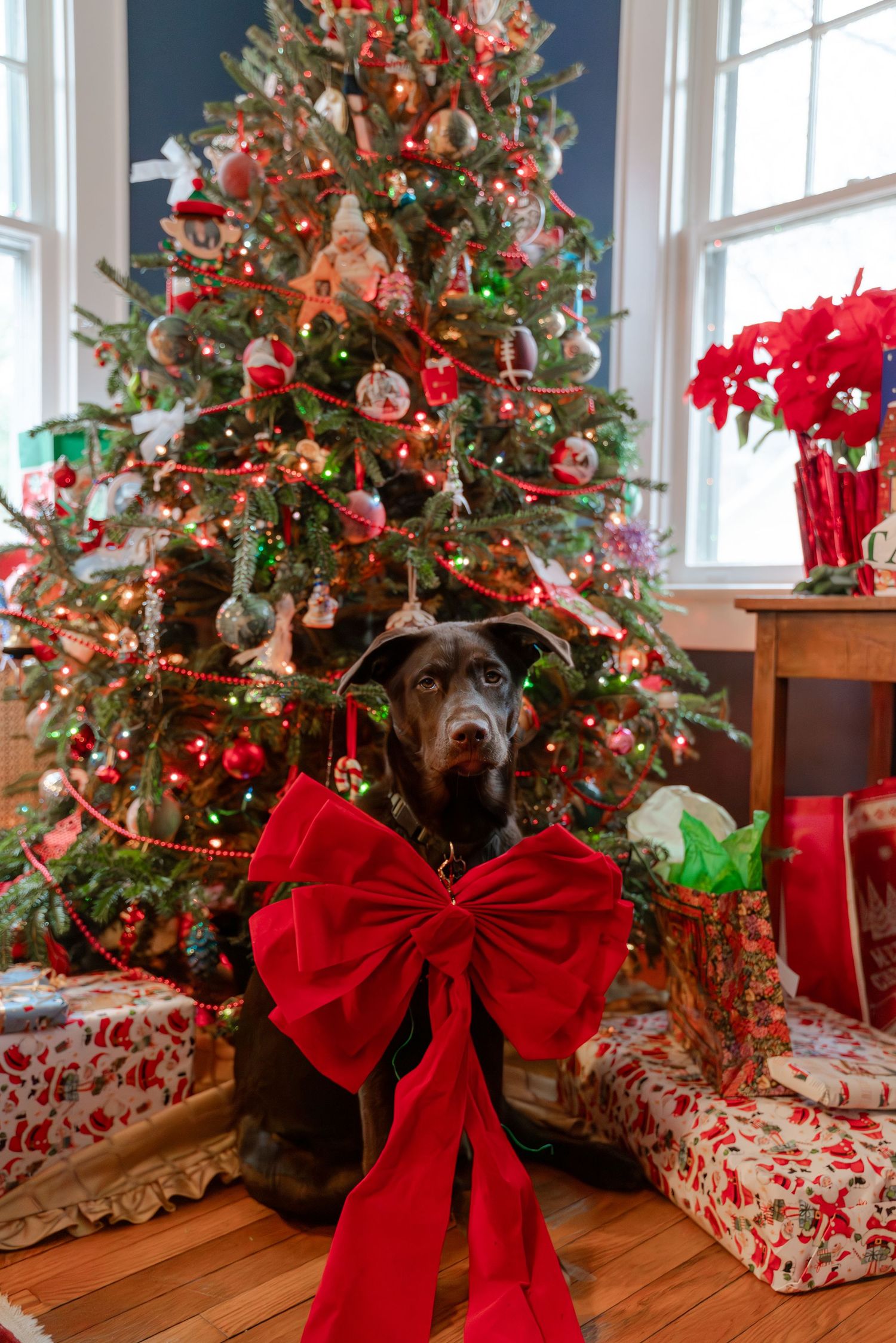 Pet portraiture
