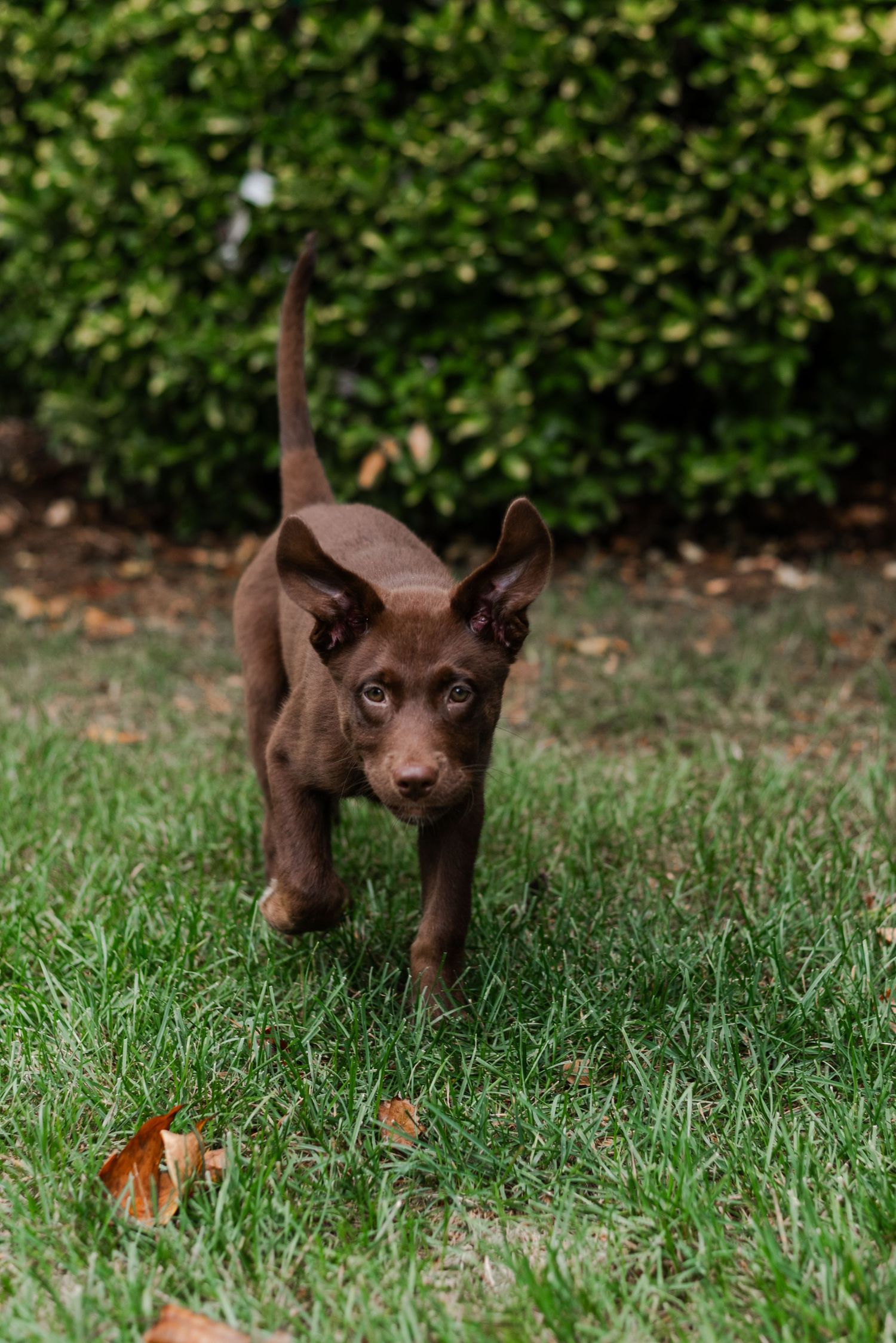 Pet portraiture