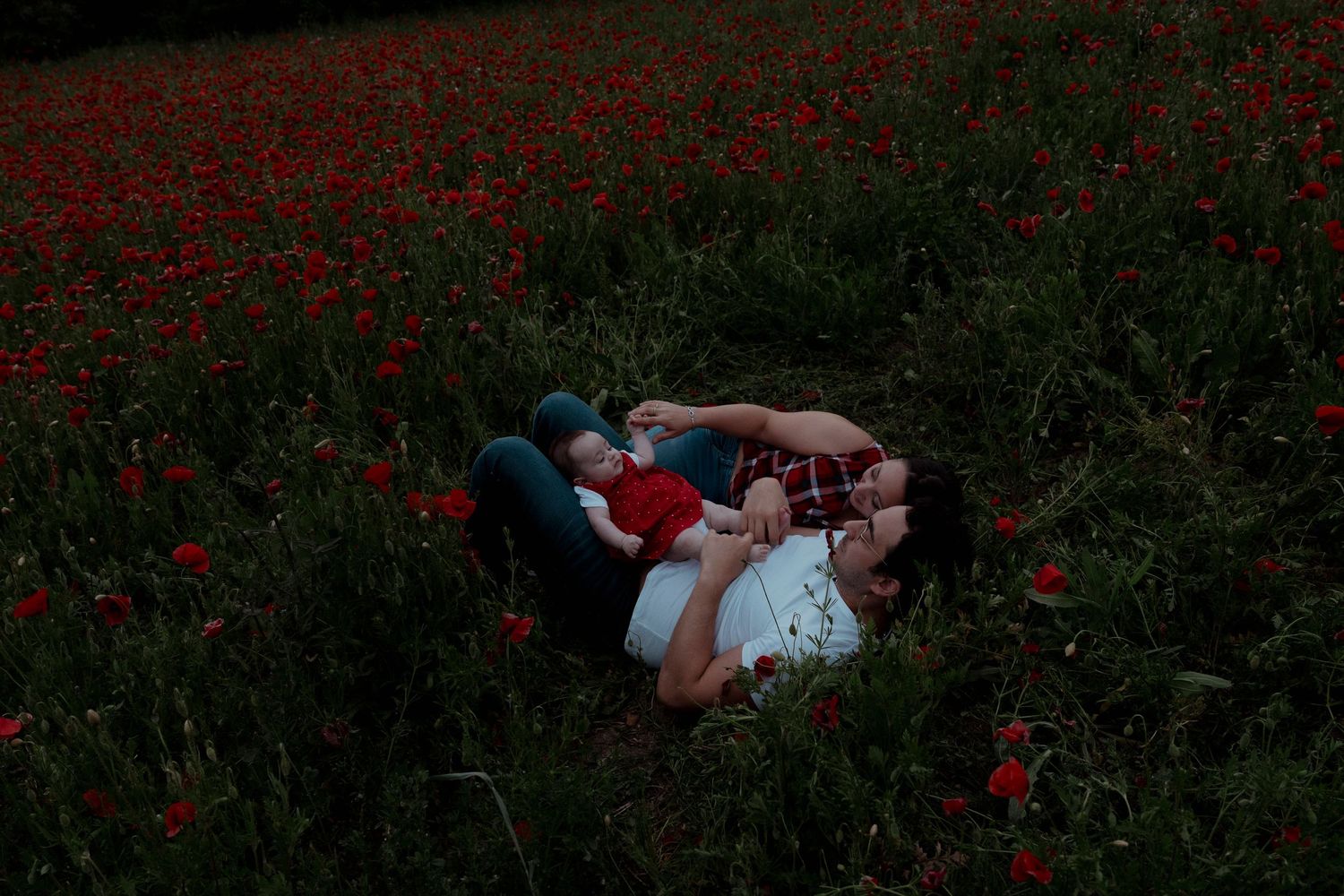Champ de coquelicots au coucher de soleil ambiance naturelle.
