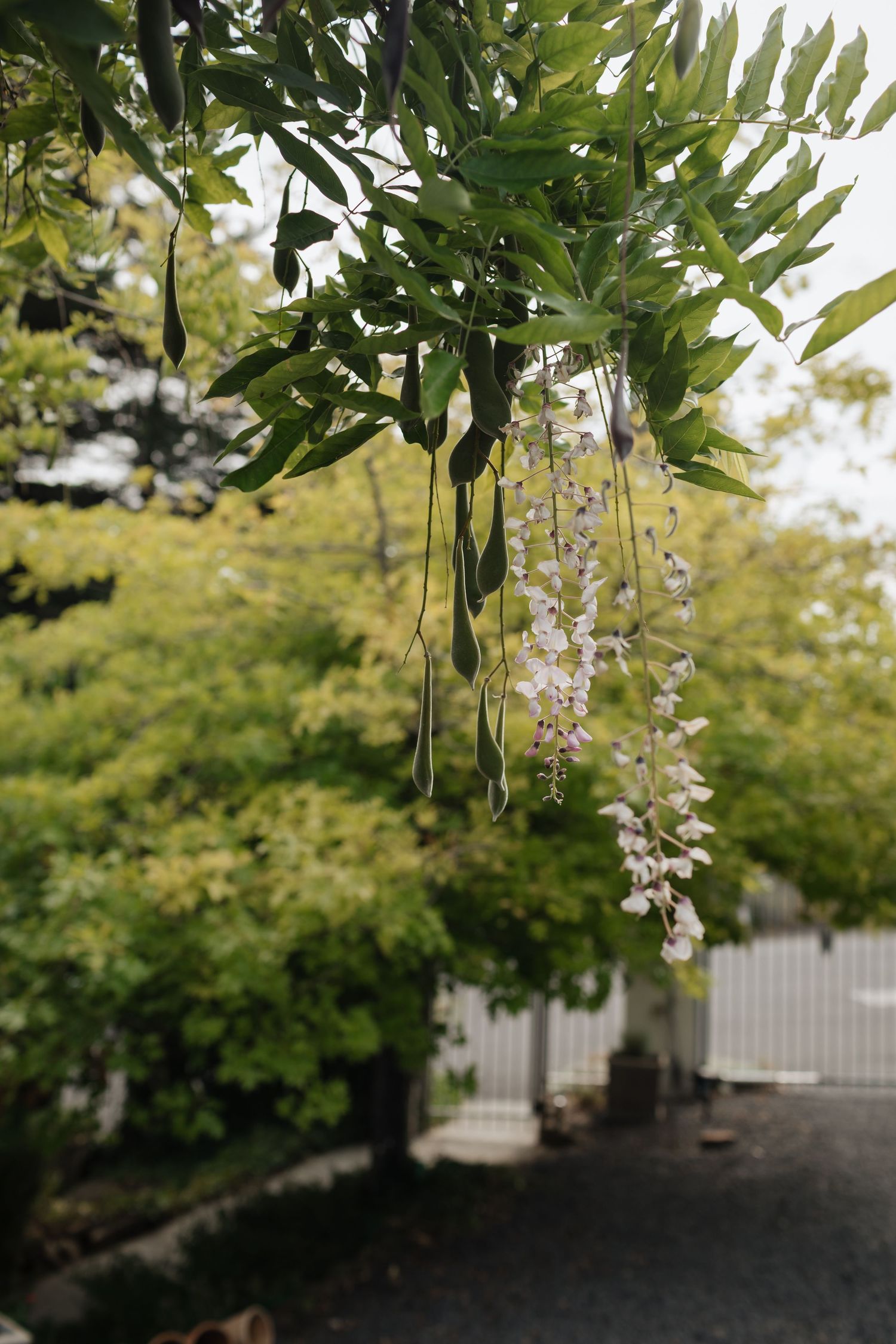 Tasmania wedding photographer, Hobart wedding photographer, Launceston wedding photographer
