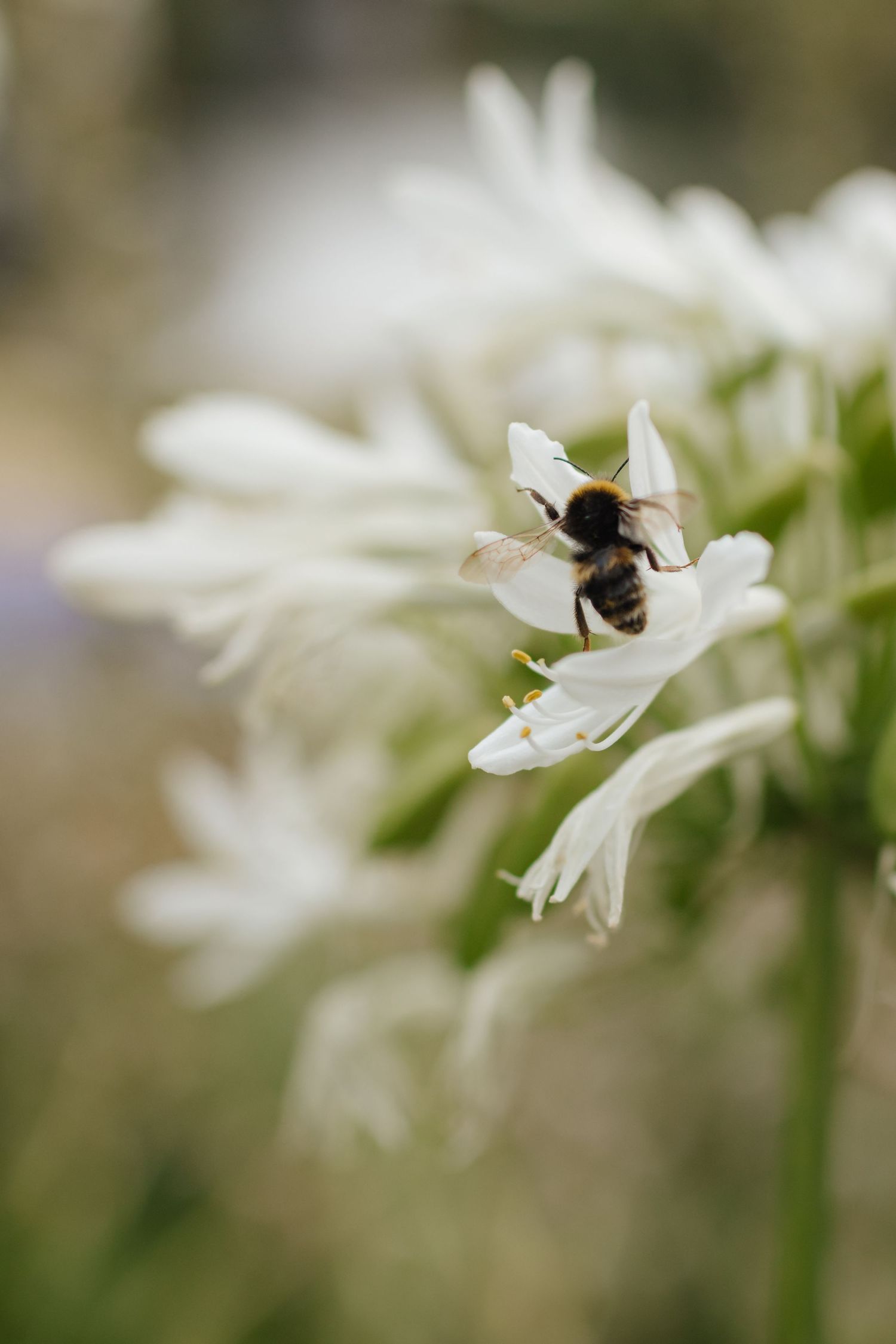 Tasmania wedding photographer, Hobart wedding photographer, Launceston wedding photographer