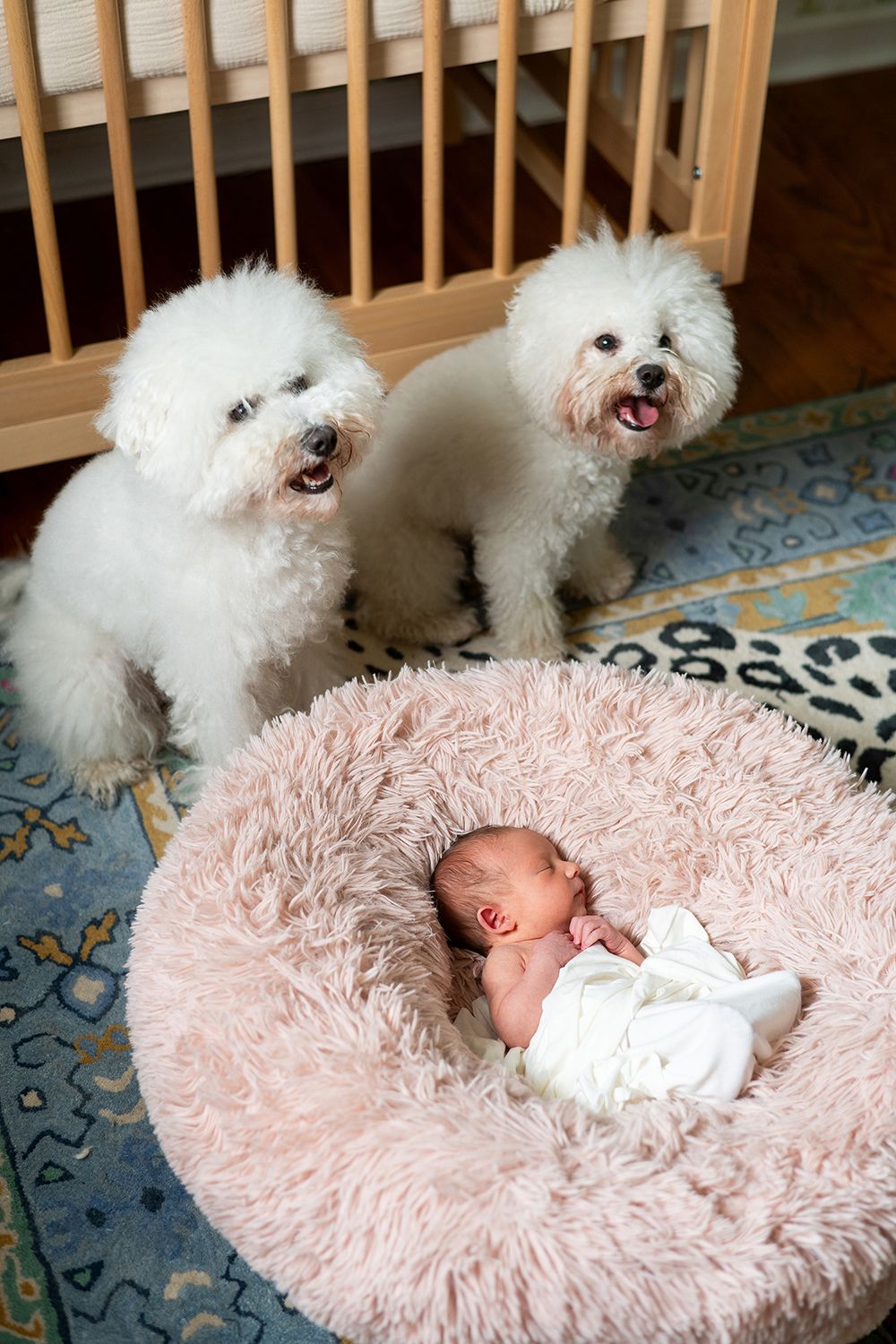 Two fluffy white Bichon Frise dogs sit beside a sleeping baby on a pink fuzzy cushion on a patterned rug.