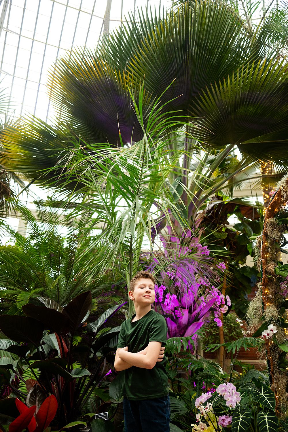 Lush tropical greenhouse interior with palm fronds and vibrant purple orchids creating an exotic botanical setting.
