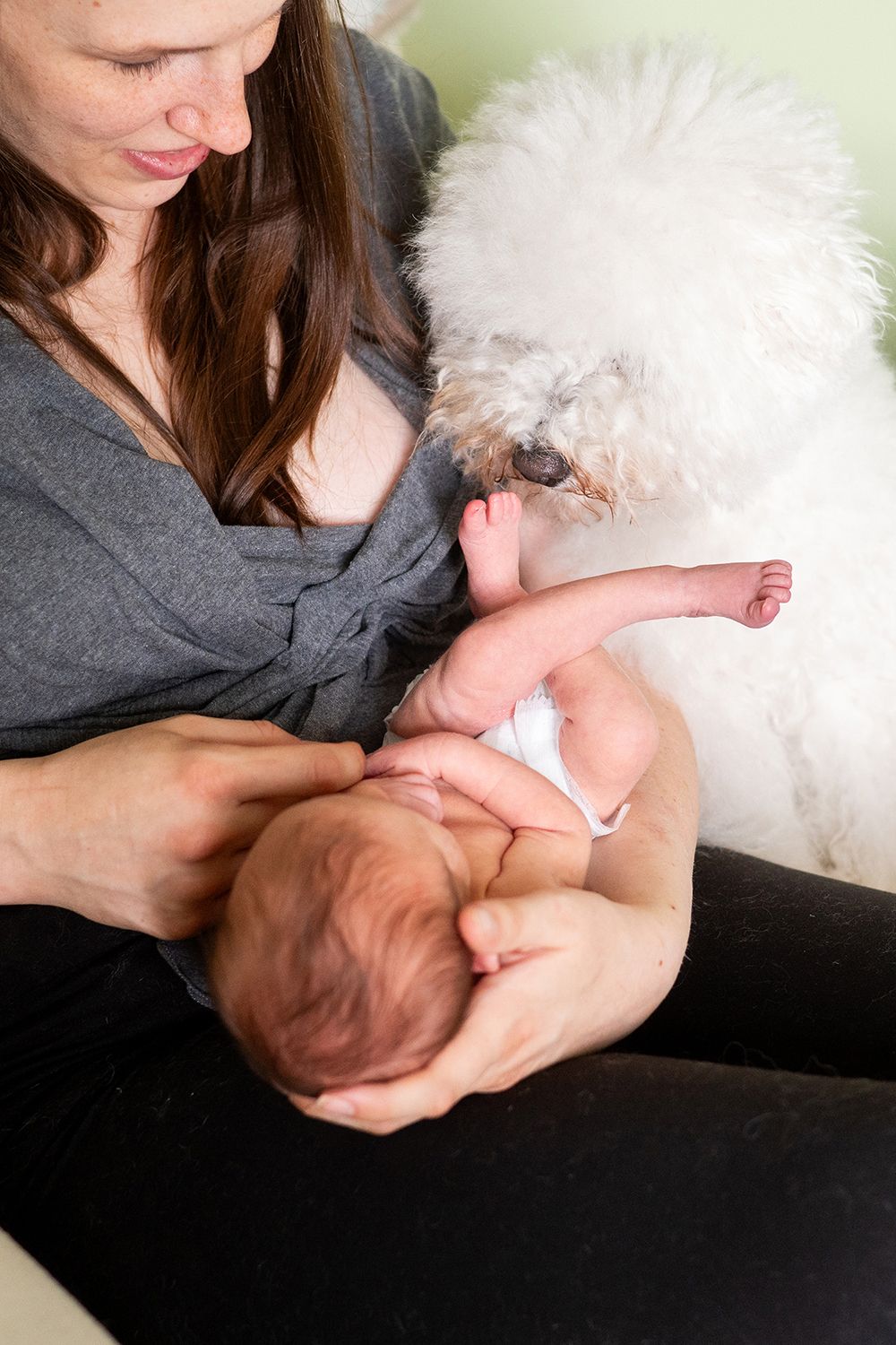 A fluffy white dog curiously watches a nursing baby while snuggled up against someone wearing gray.