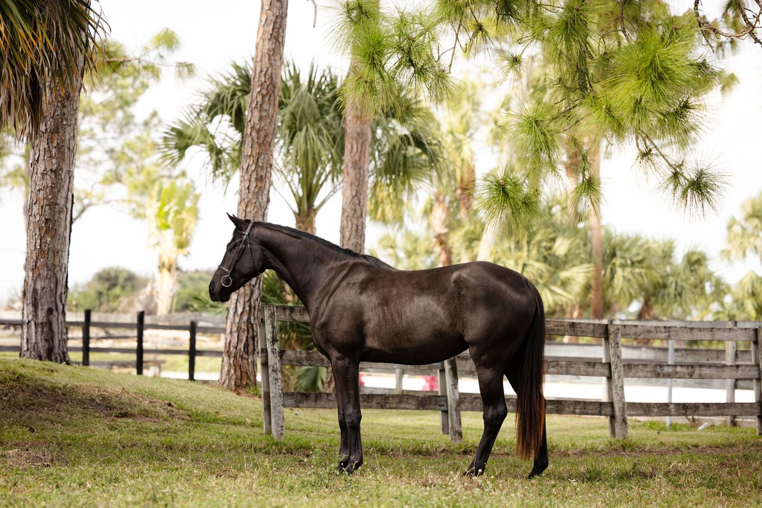 A majestic dark horse standing in profile against palm trees and wooden fencing.