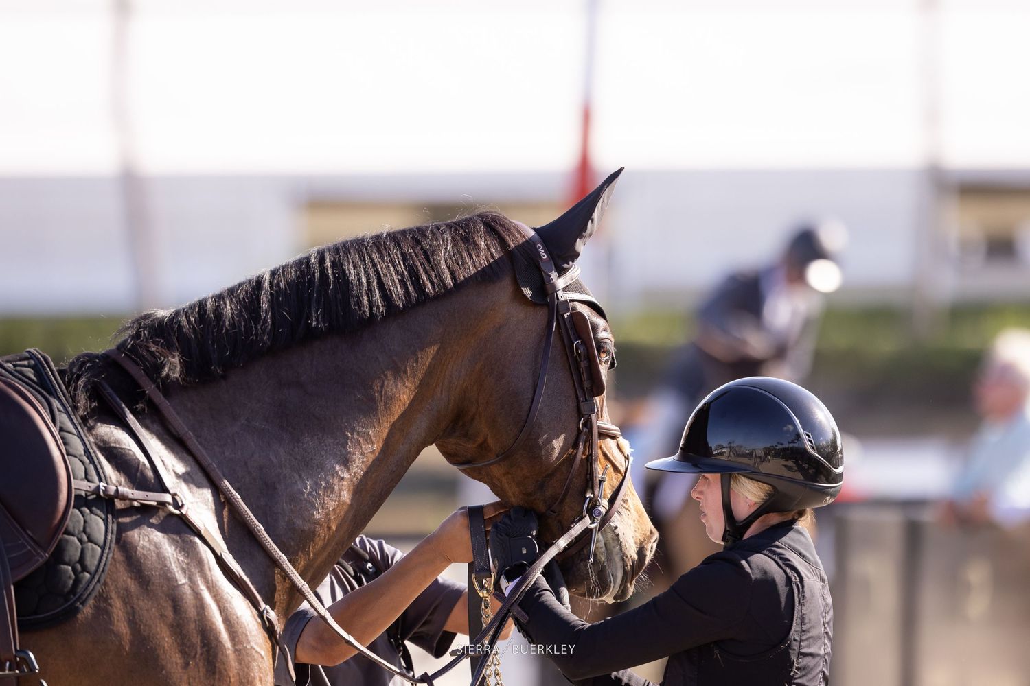 Close-up of a dark brown horse and rider in Samshield helmet during an equestrian event in natural lighting.
