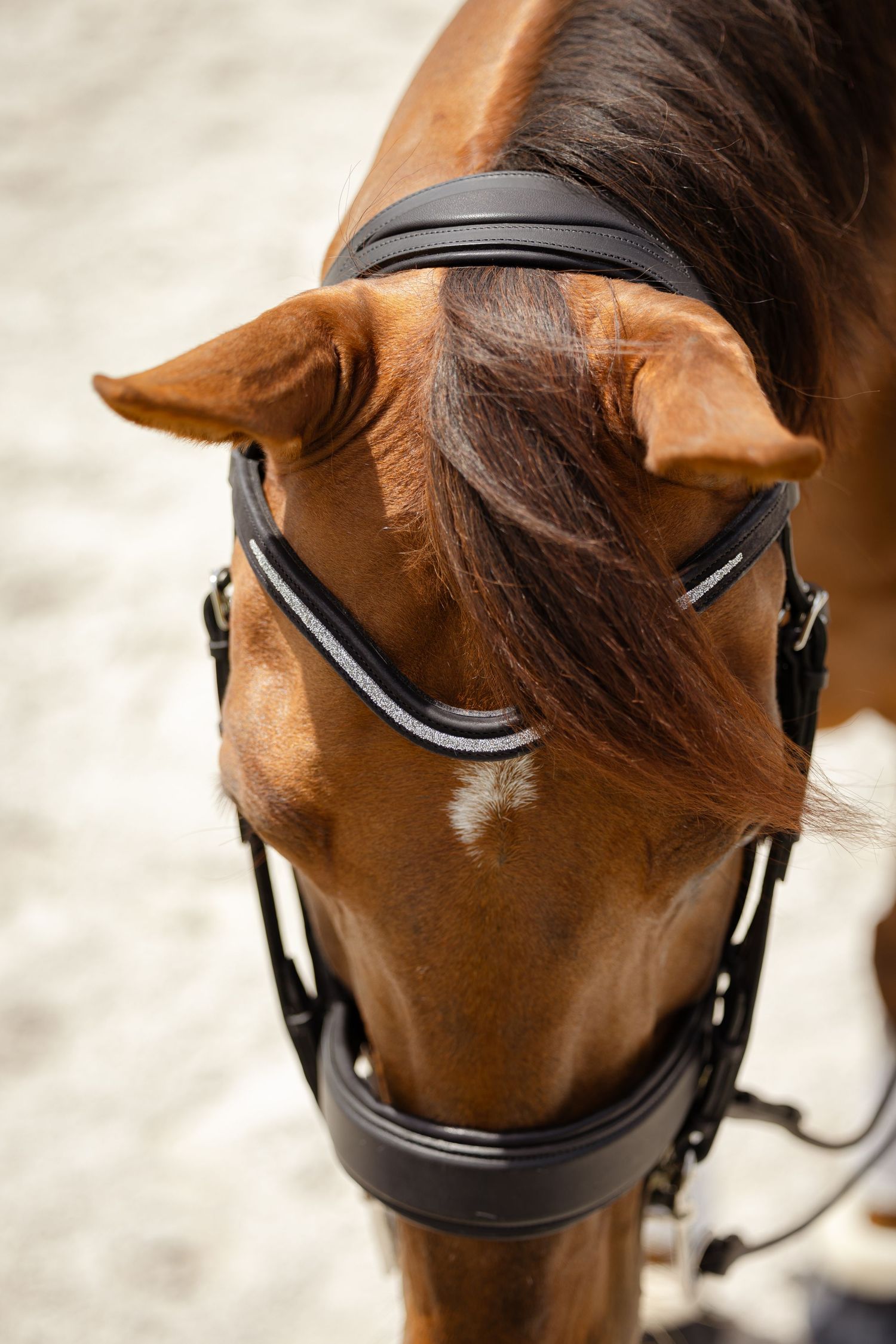 Close-up portrait of a chestnut horse wearing black bridle and noseband.