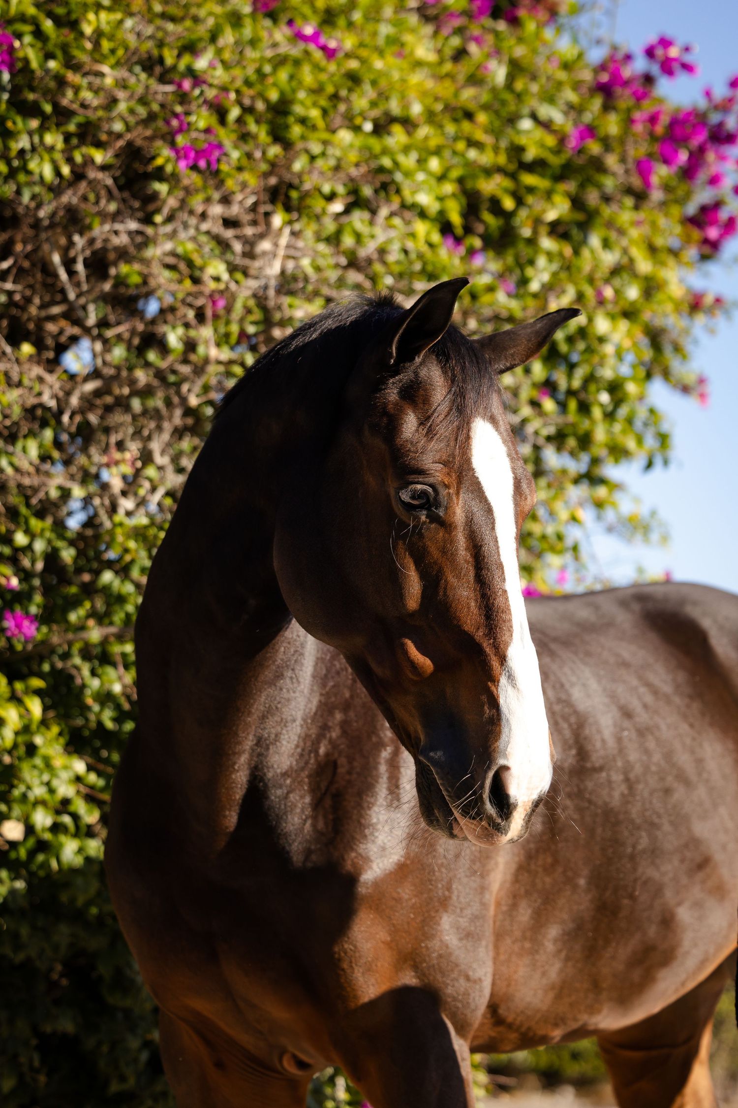 Close-up portrait of a bay horse with white blaze against pink flowering bushes.