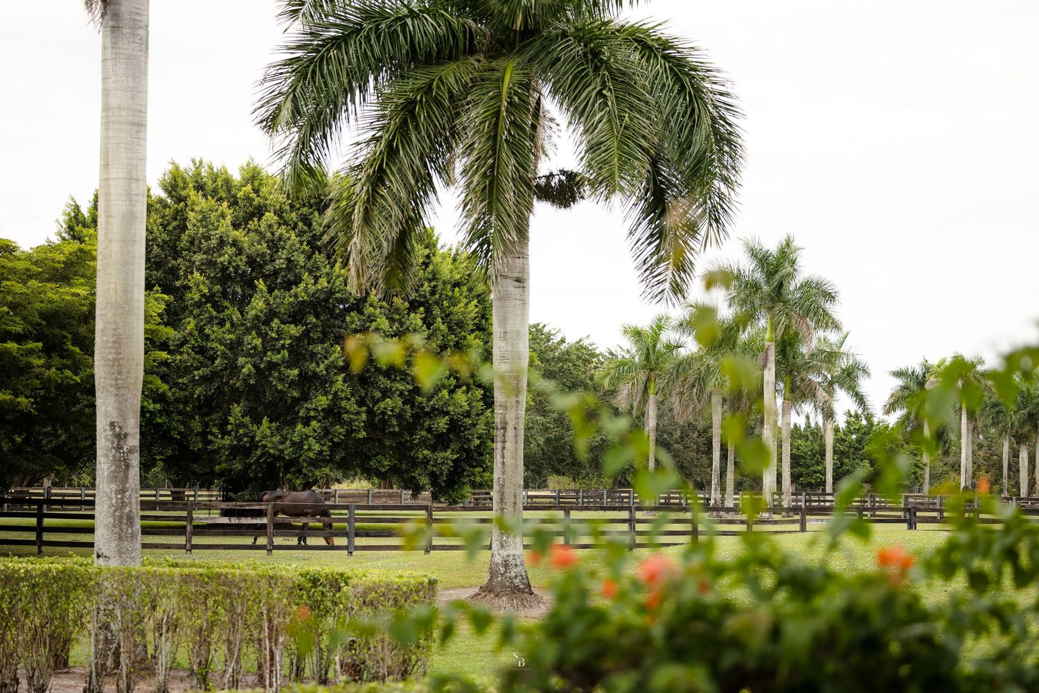equestrian property shot