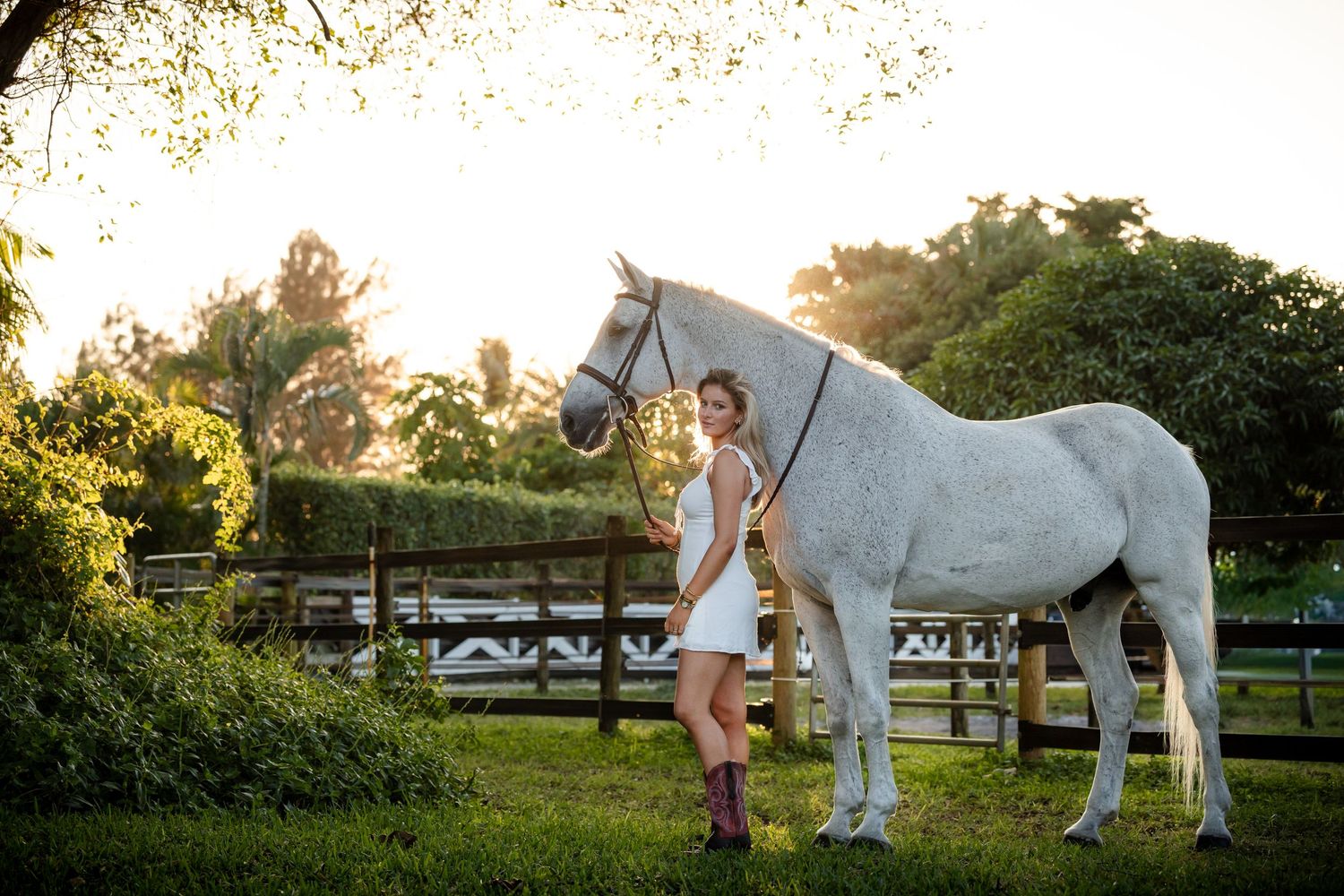 A white horse stands in a sunlit paddock while someone gently pets its mane during golden hour.