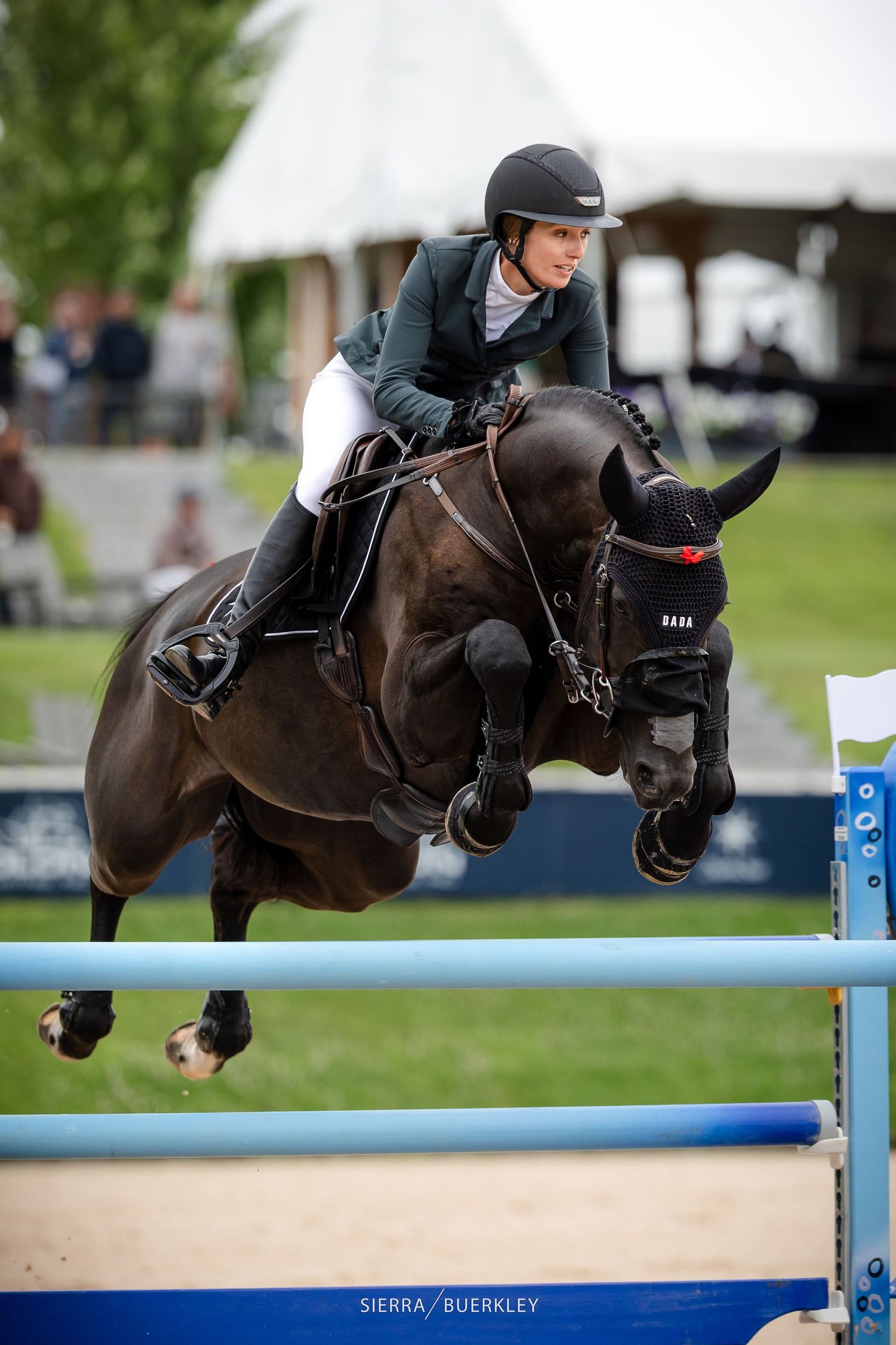 A sequence of show jumping photos captures a rider and dark horse clearing a blue and white obstacle during competition.