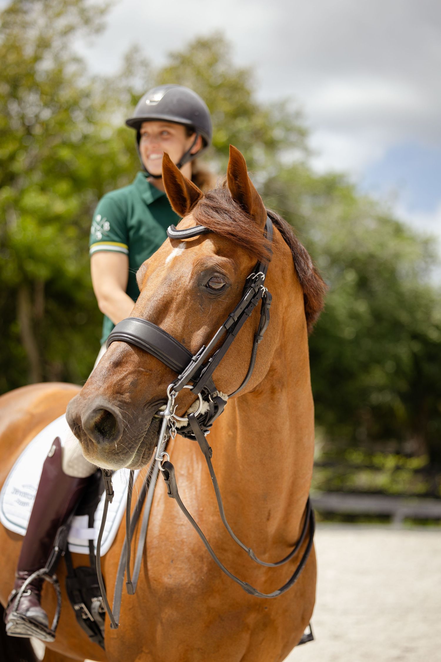Beautiful chestnut horse with black leather tack and bridle during equestrian training outdoors.
