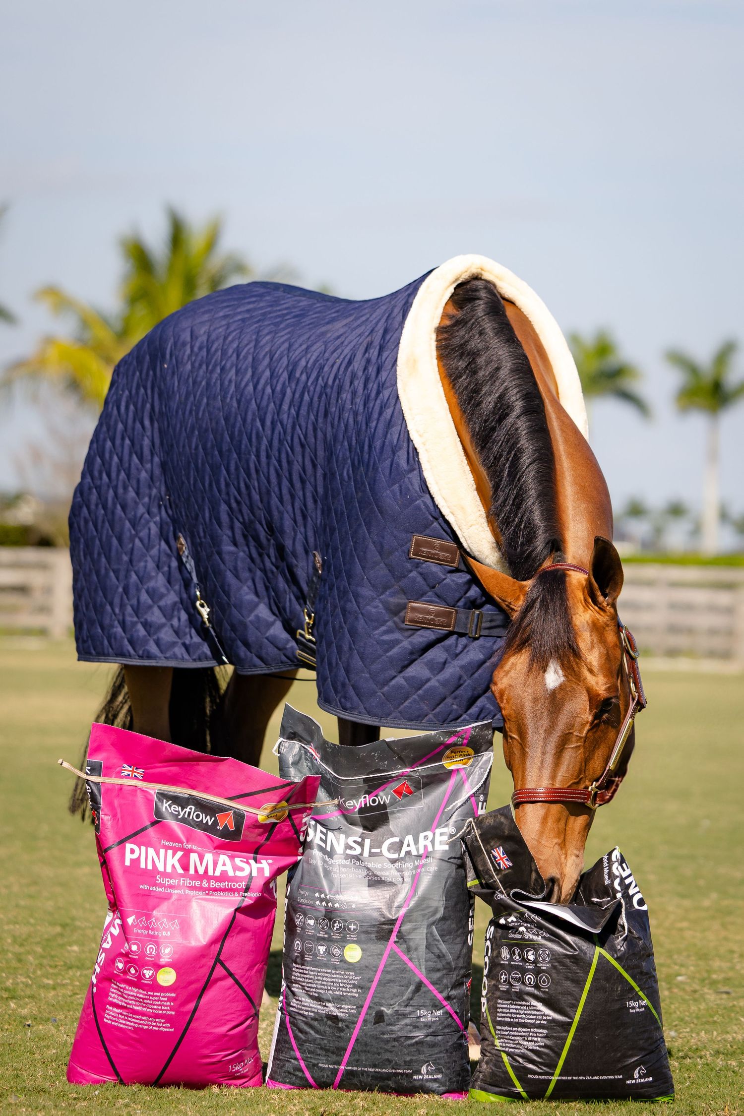 Horse in navy blanket grazing near Pink Mash and feed bags on green grass field with palm trees.