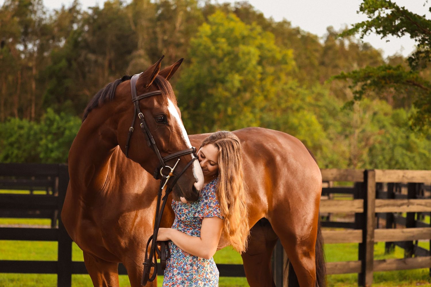 A chestnut horse in bridle gear standing in front of a wooden fence at sunset.