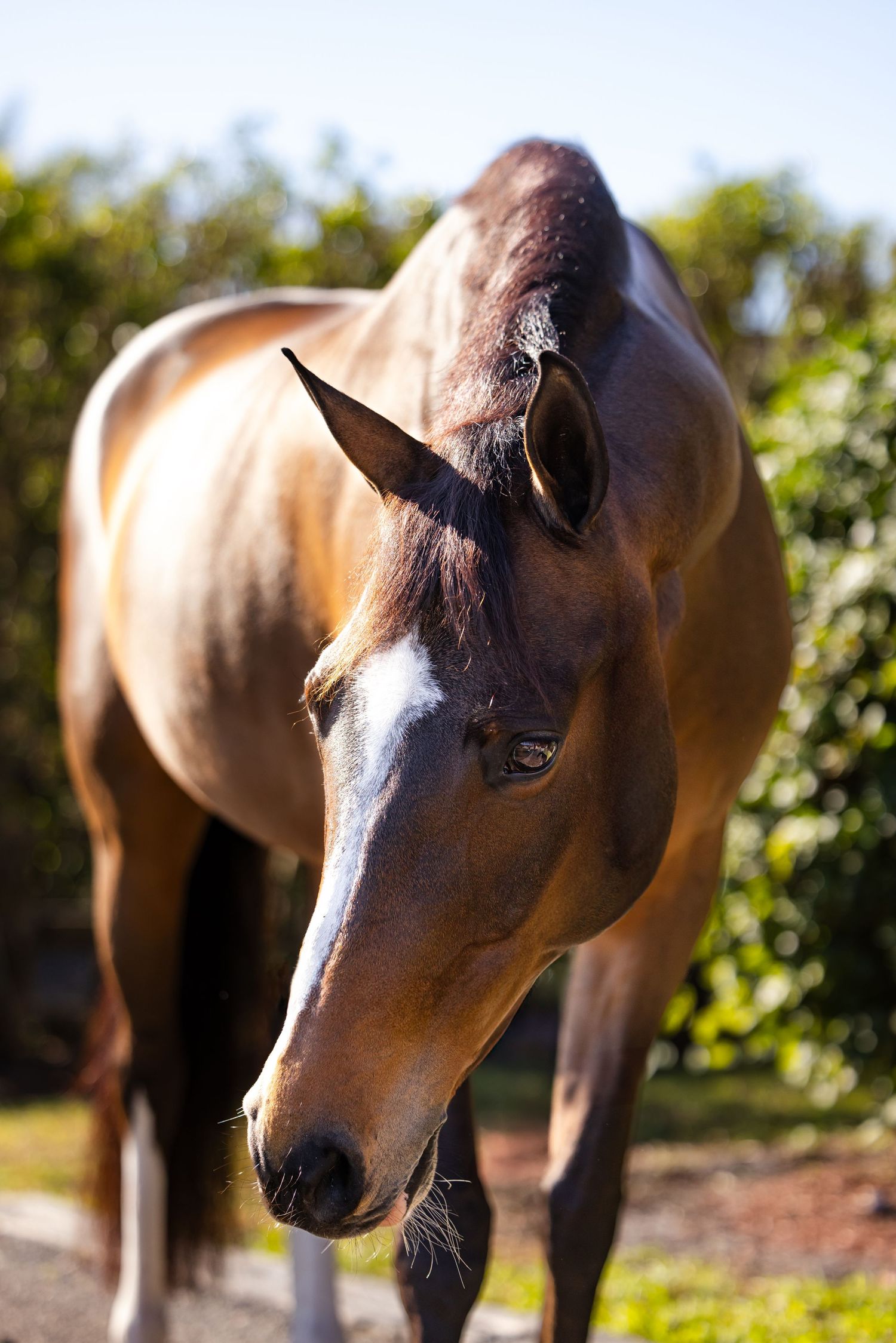 Profile view of a bay horse with white markings against green foliage.