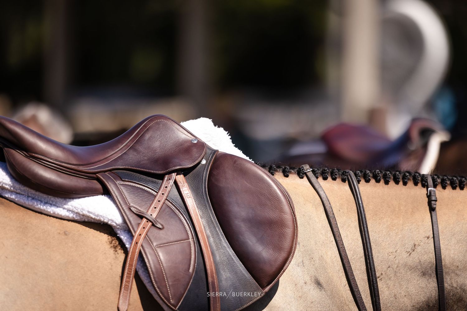 Close-up view of a brown leather horse saddle on beige horse with moon in blurred background.