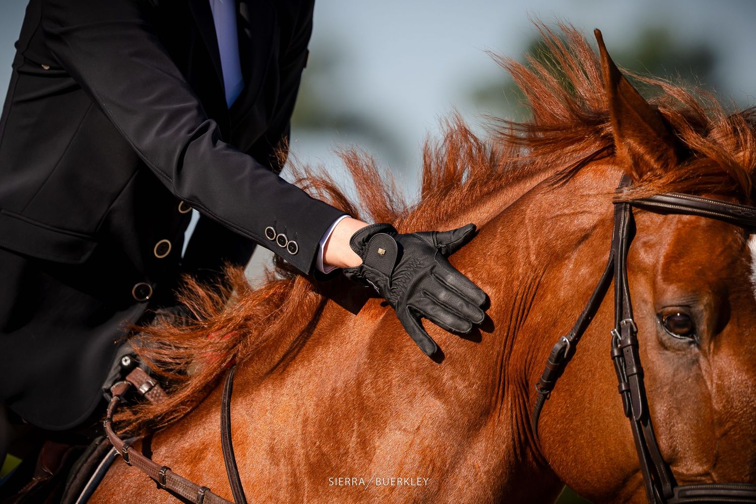 A series of close-up shots showing a chestnut horse being groomed and tacked up for riding.