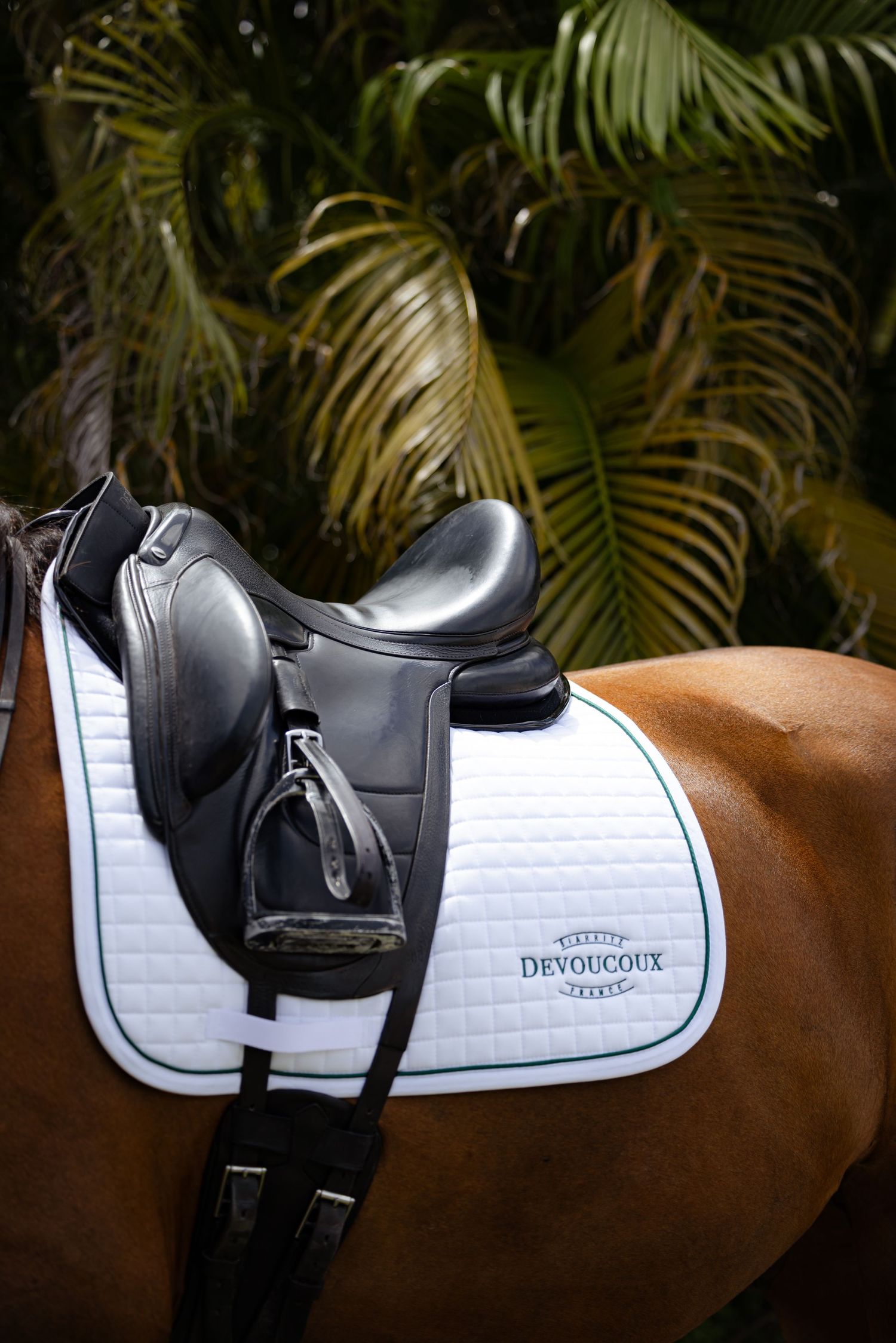 Close-up of black dressage saddle with white pad on chestnut horse against tropical foliage.