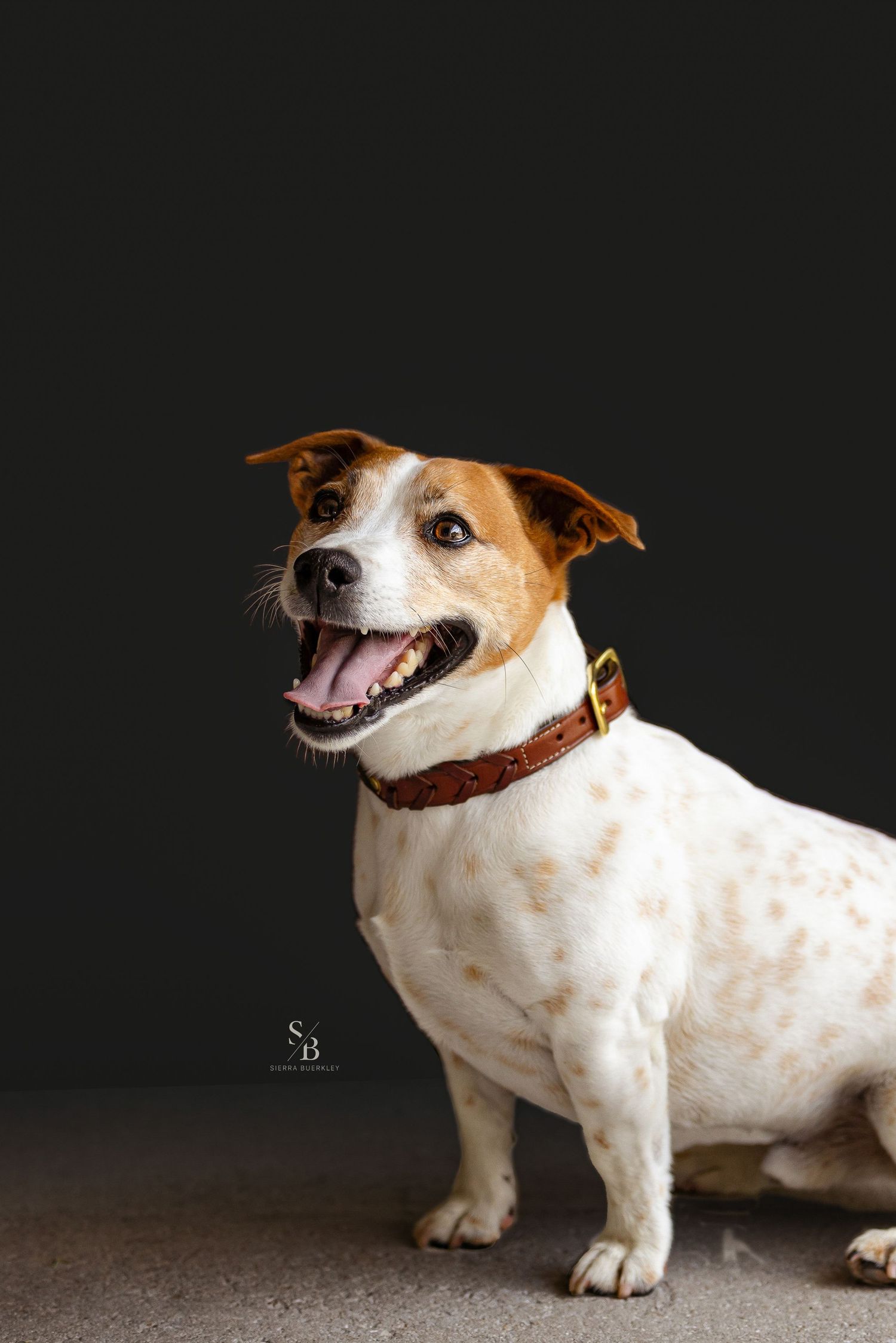 A happy Jack Russell terrier with brown and white markings smiles against a dark background.