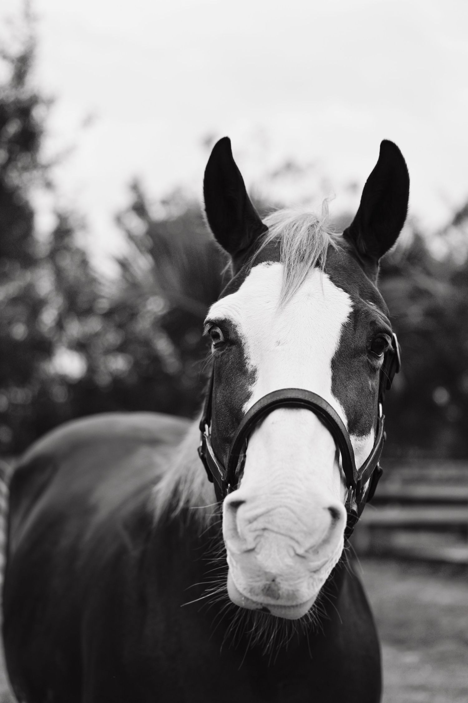 Black and white portrait of horse with white blaze wearing bridle.