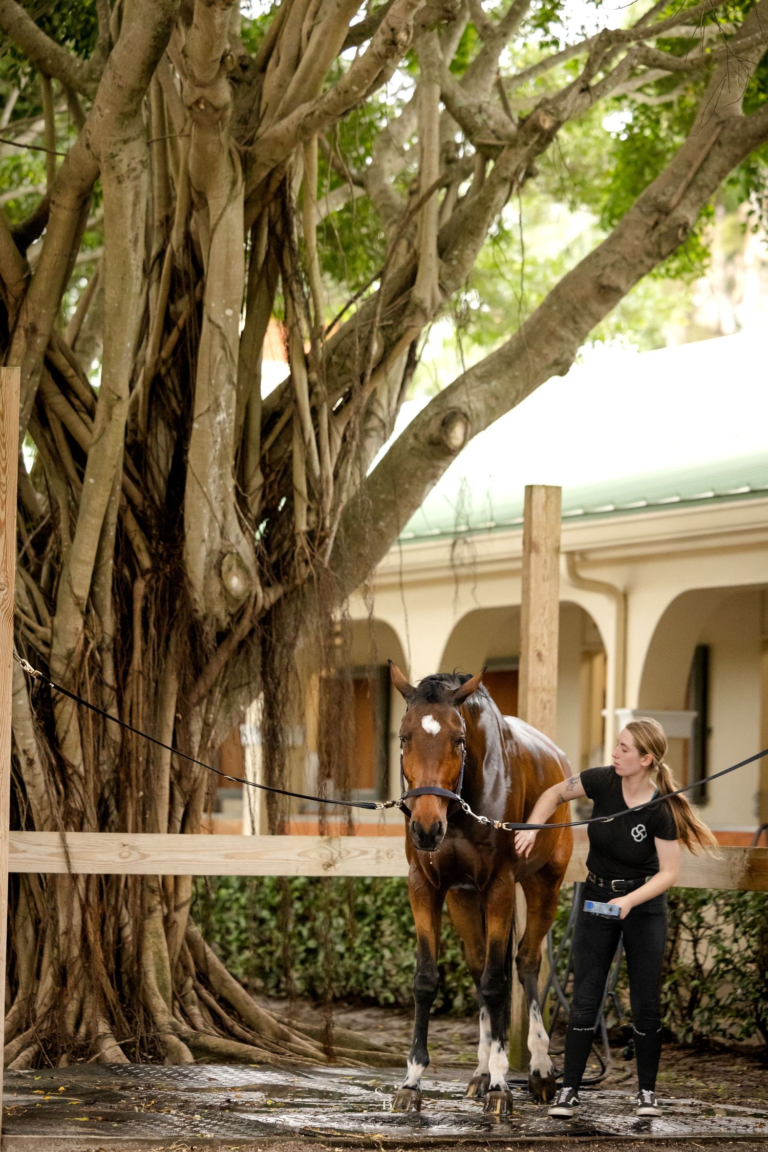 horse and rider