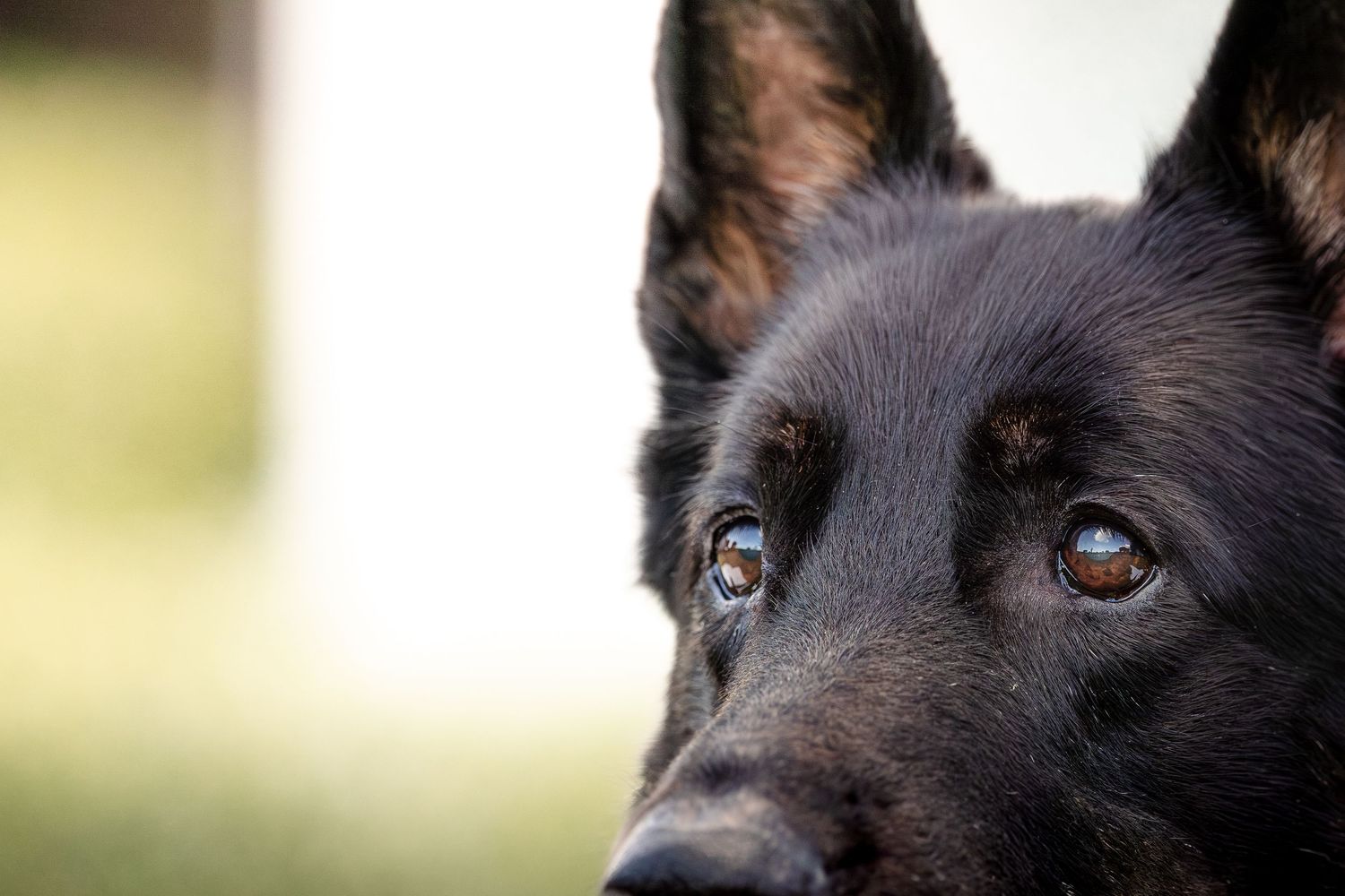 A row of seven close-up photos showing a black dog's face from different angles with expressive eyes.