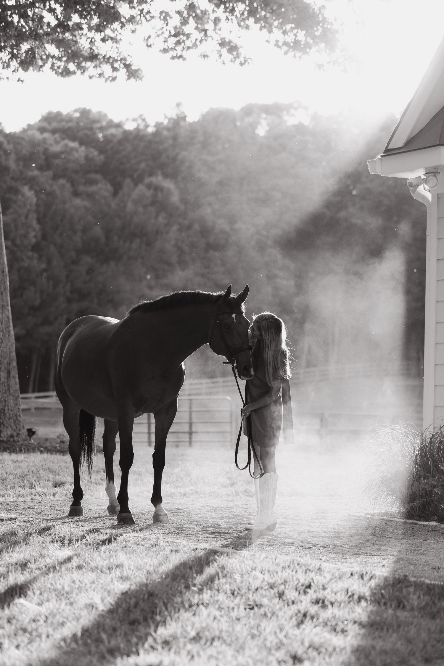 Silhouette of horse in misty morning light creating atmospheric black and white scene.