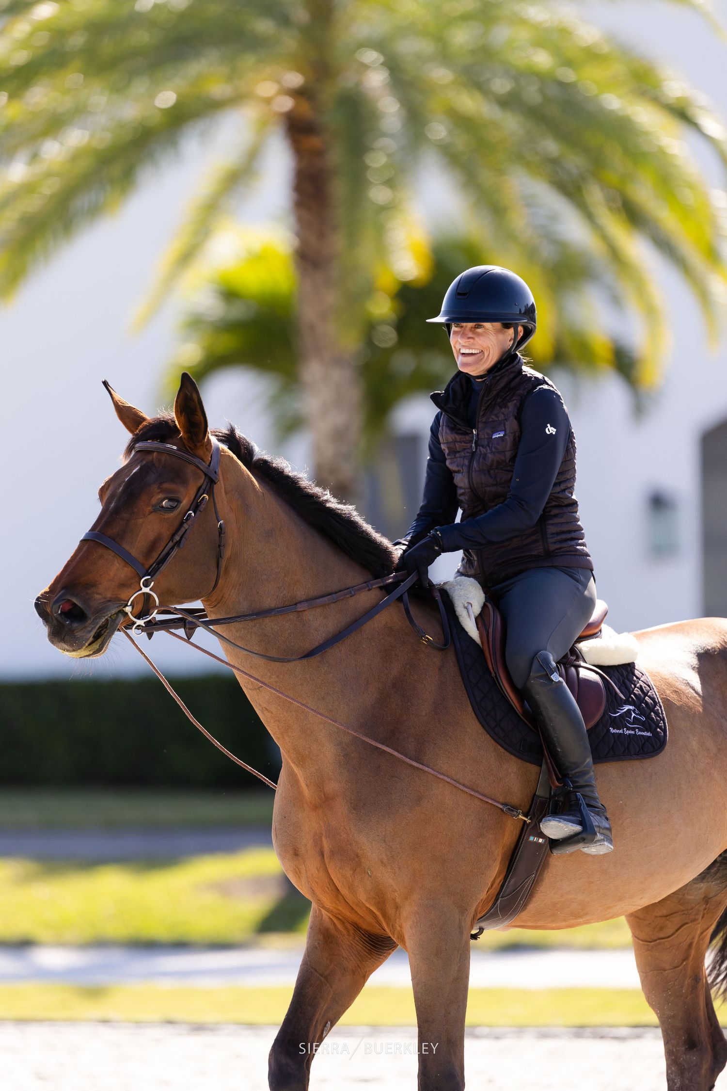 An equestrian in black riding attire sits atop a bay horse with palm trees visible in the background.