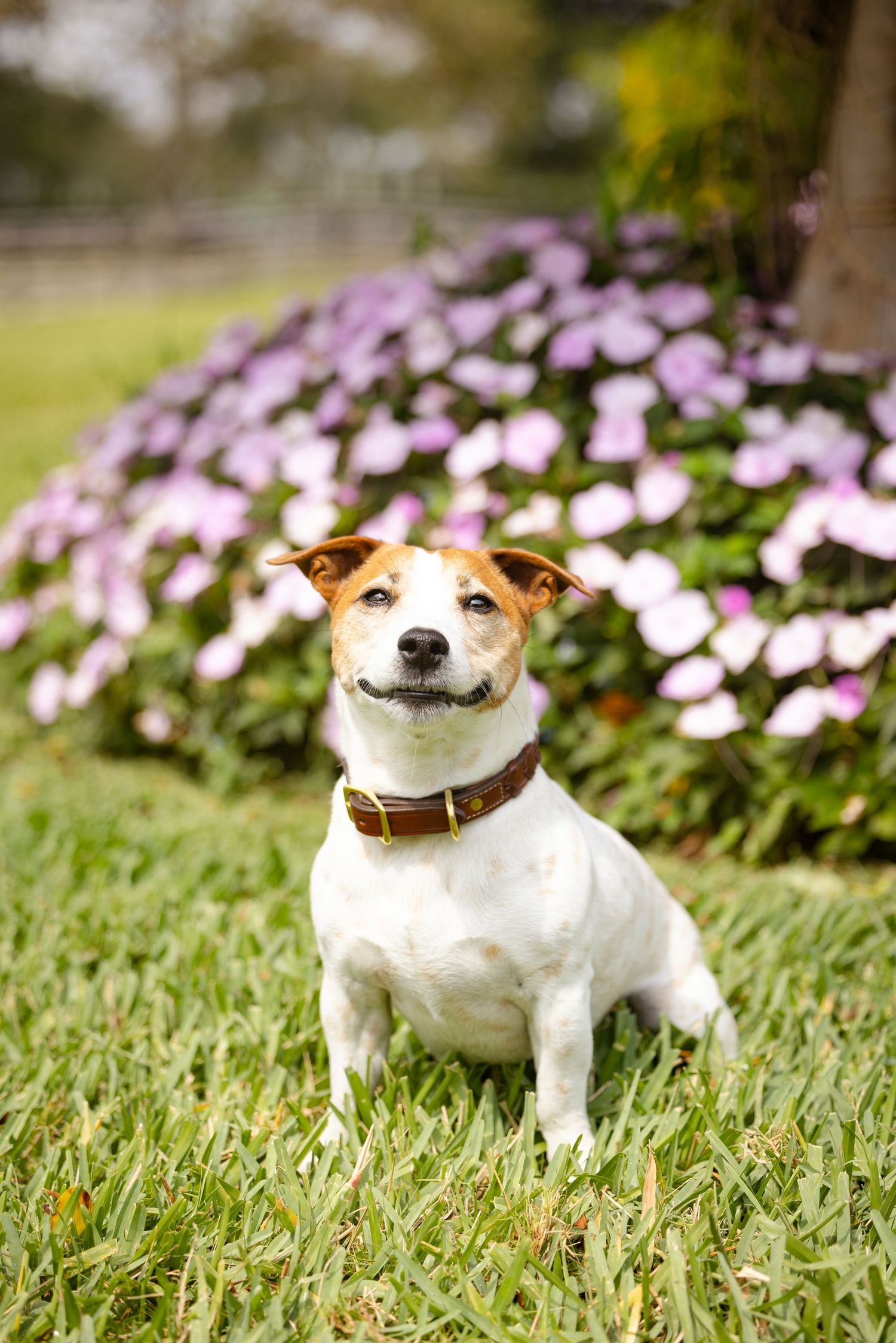 Jack Russell terrier sitting in grass with purple flowers blooming in the background.