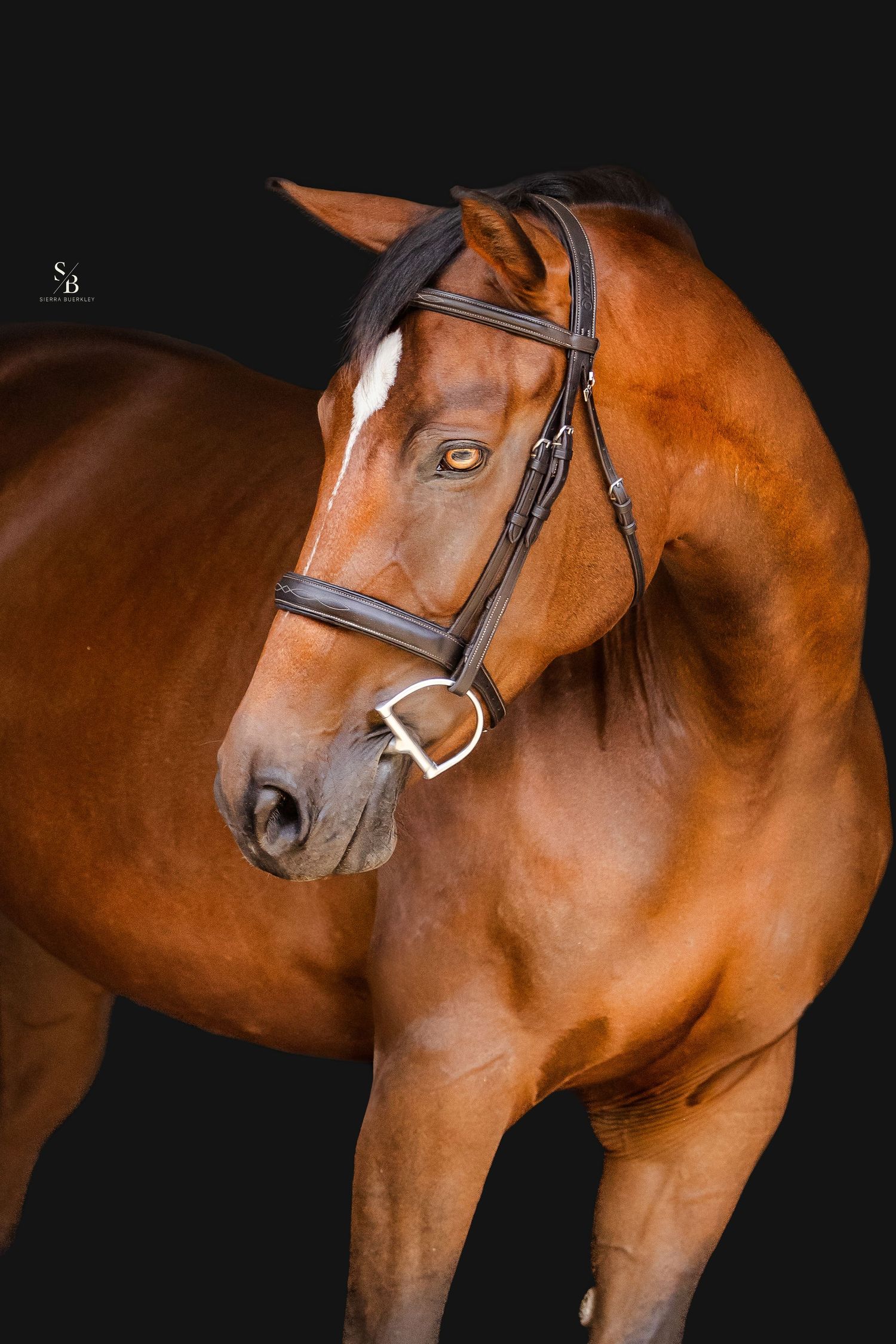 Close-up portrait of a chestnut horse wearing black bridle against dark background.