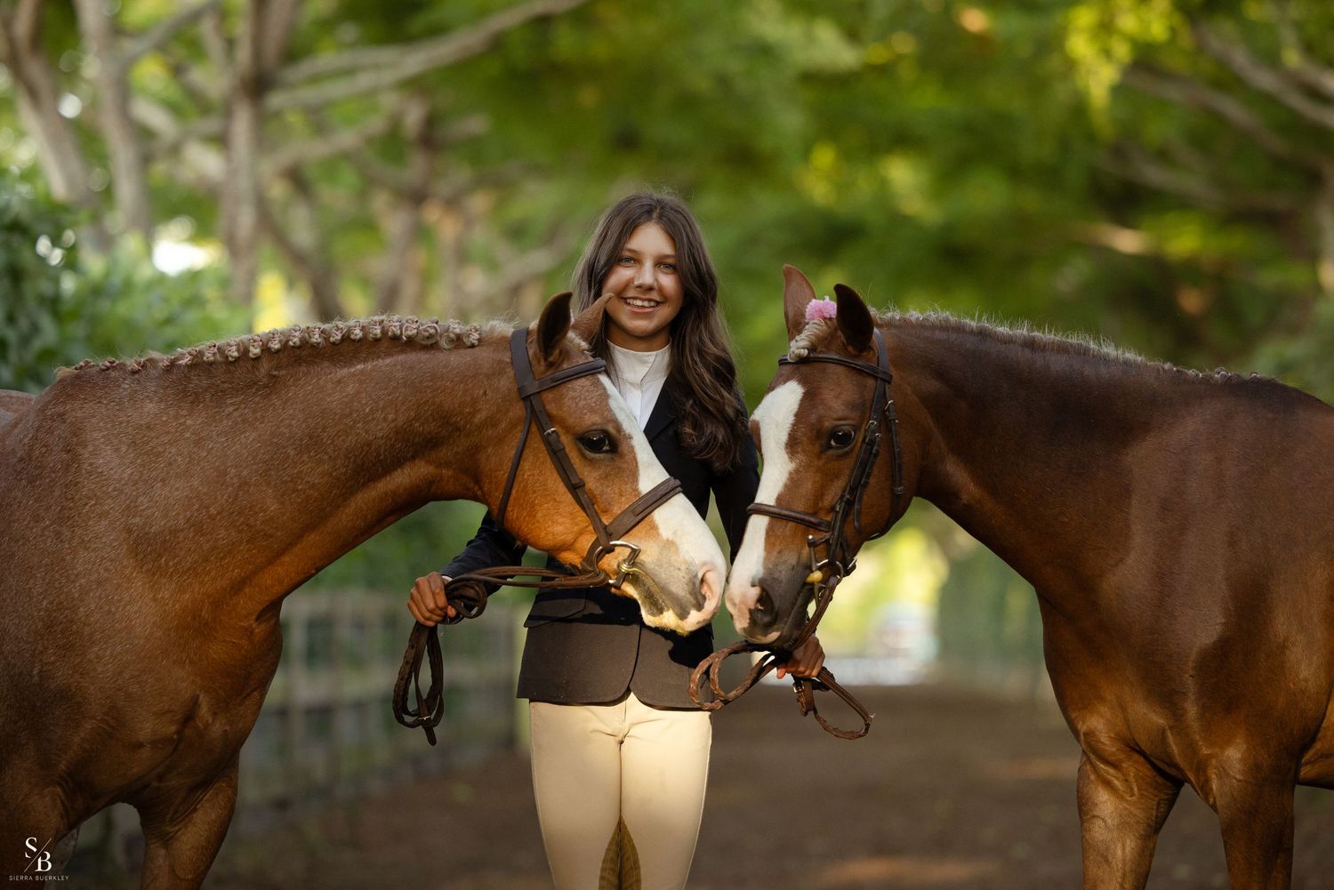Two beautiful brown horses nuzzling together on a tree-lined path.