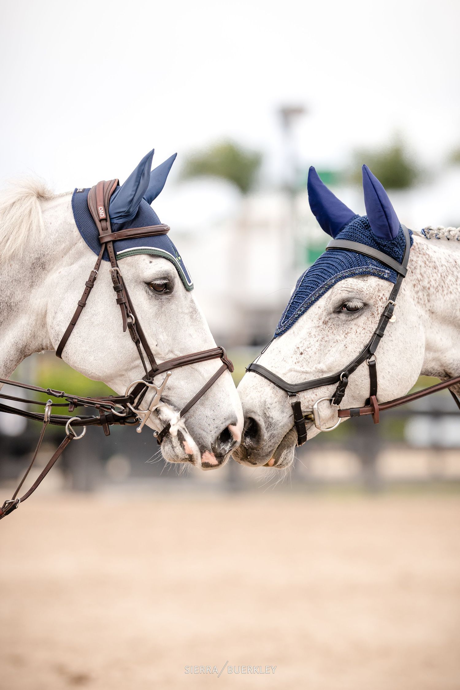 Two white horses wearing navy blue ear bonnets touch noses while wearing leather bridles in an equestrian setting.