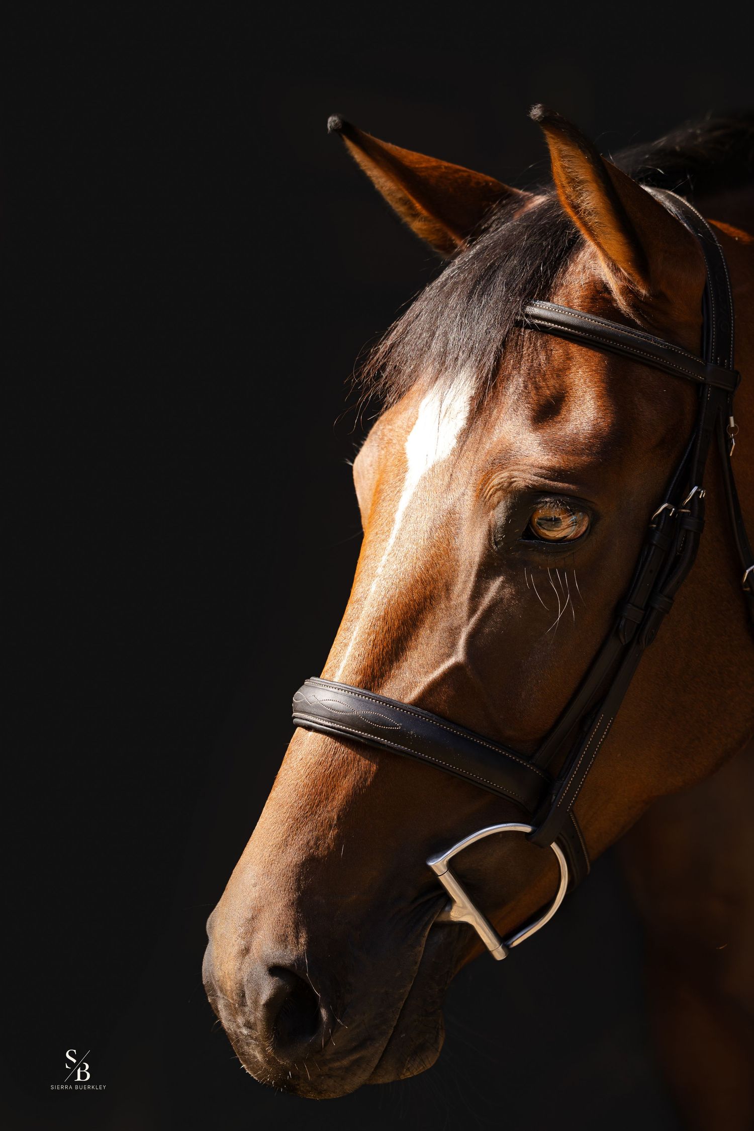 Dramatic side profile of chestnut horse with bridle against black background.