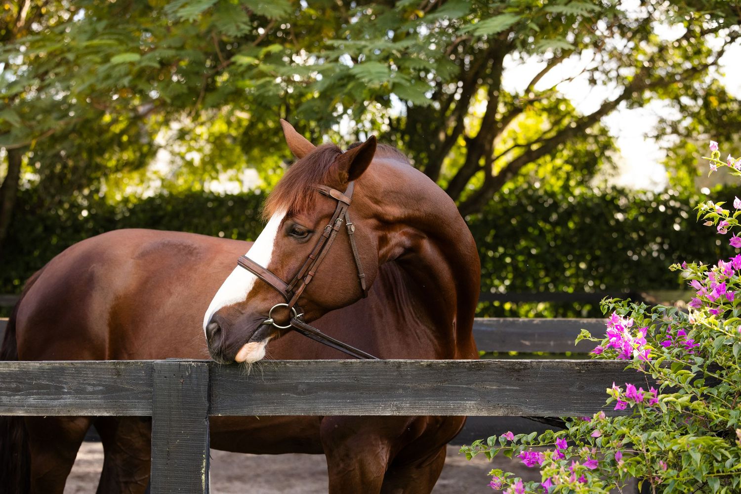 Bay horse standing behind wooden fence with pink flowers blooming nearby.