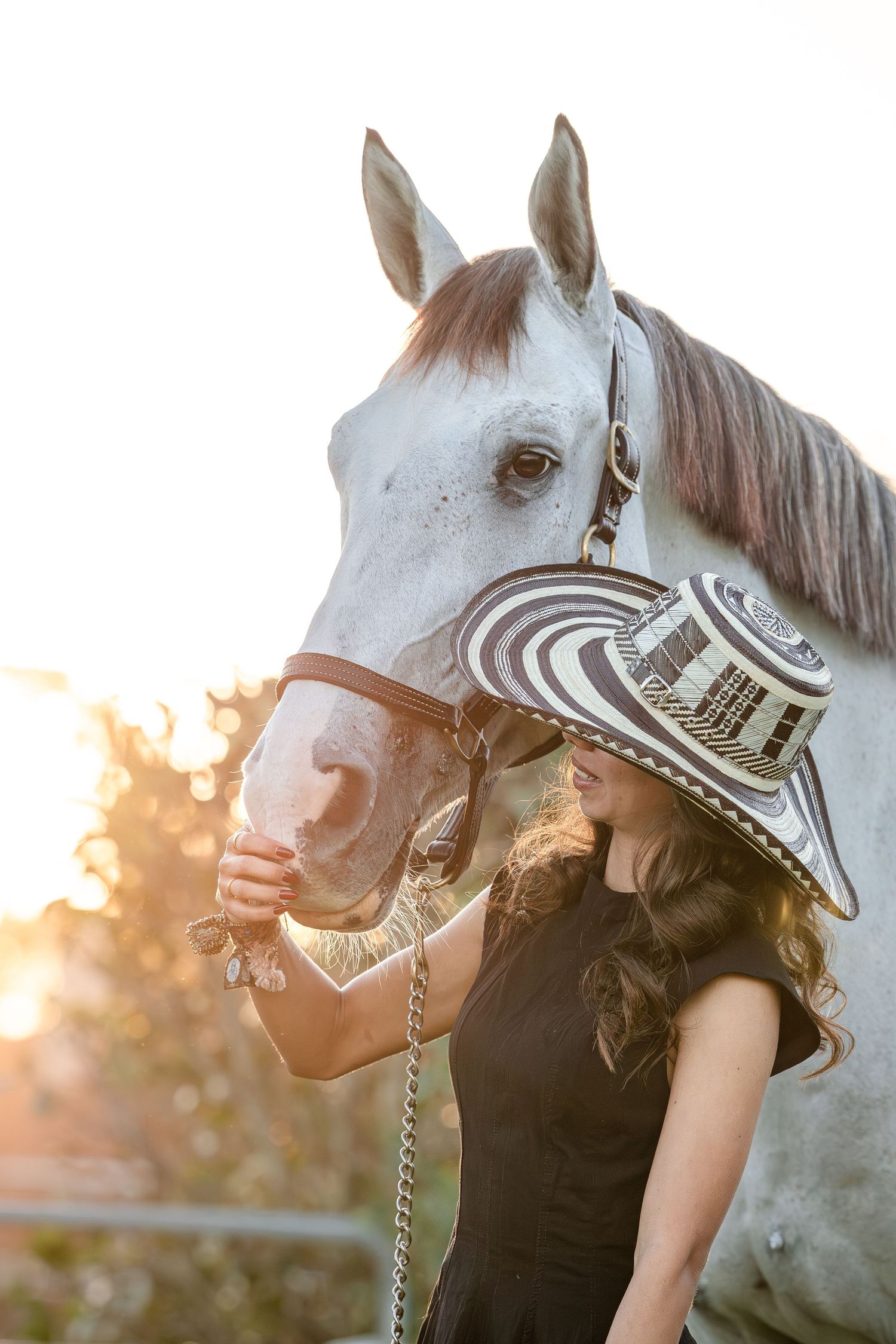 A gray horse wearing a decorative bridle and halter stands against a warm sunset background.